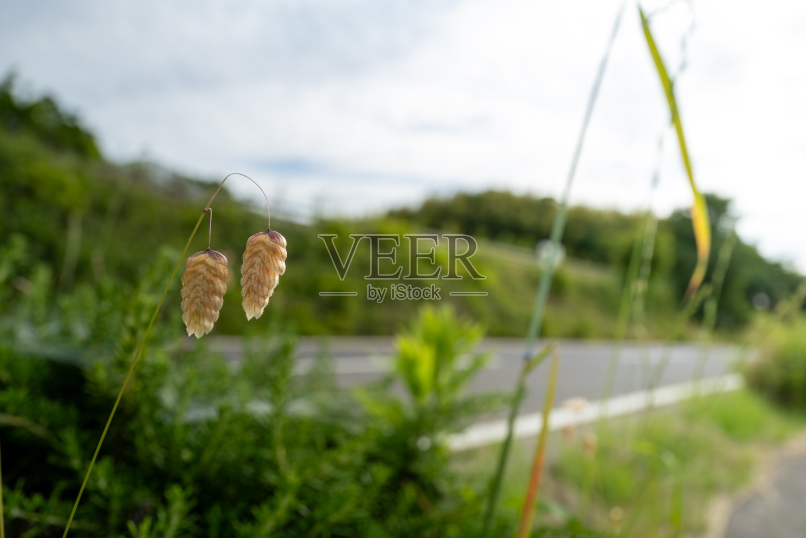 巨大的颤抖的草，生长在路边的野生照片摄影图片