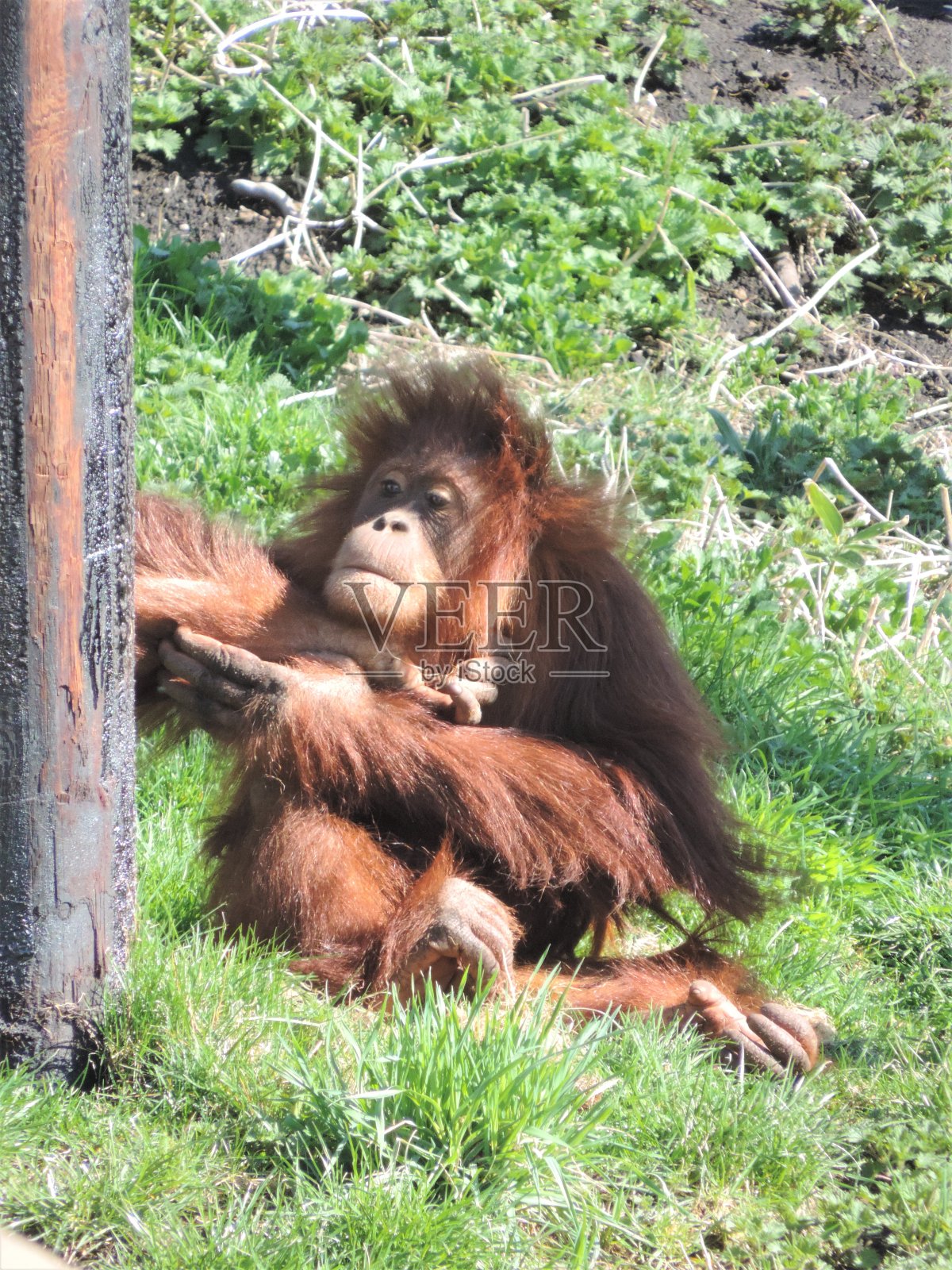 猩猩妈妈和她的宝宝照片摄影图片