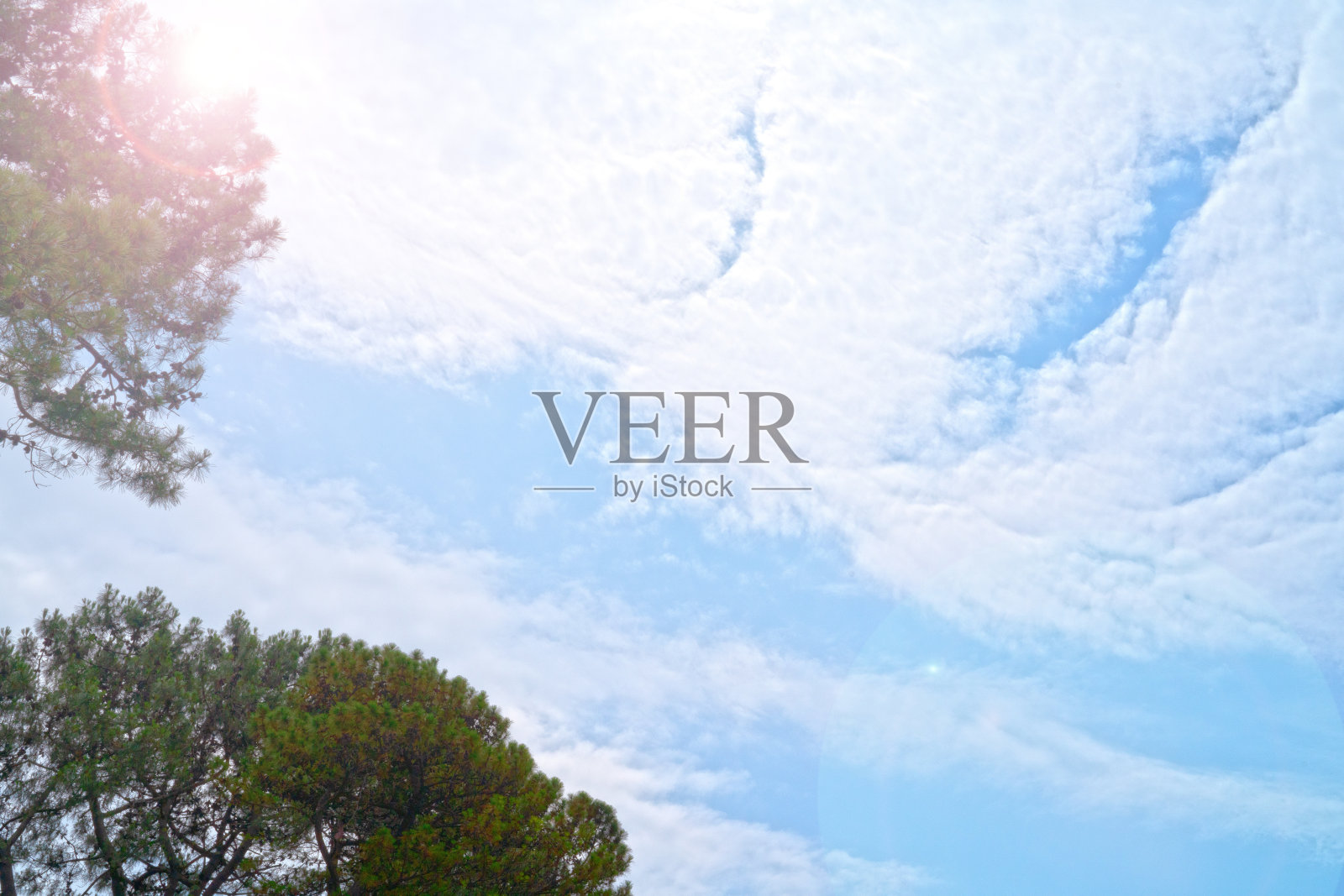 绿色的大树和多云的蓝天为背景照片摄影图片