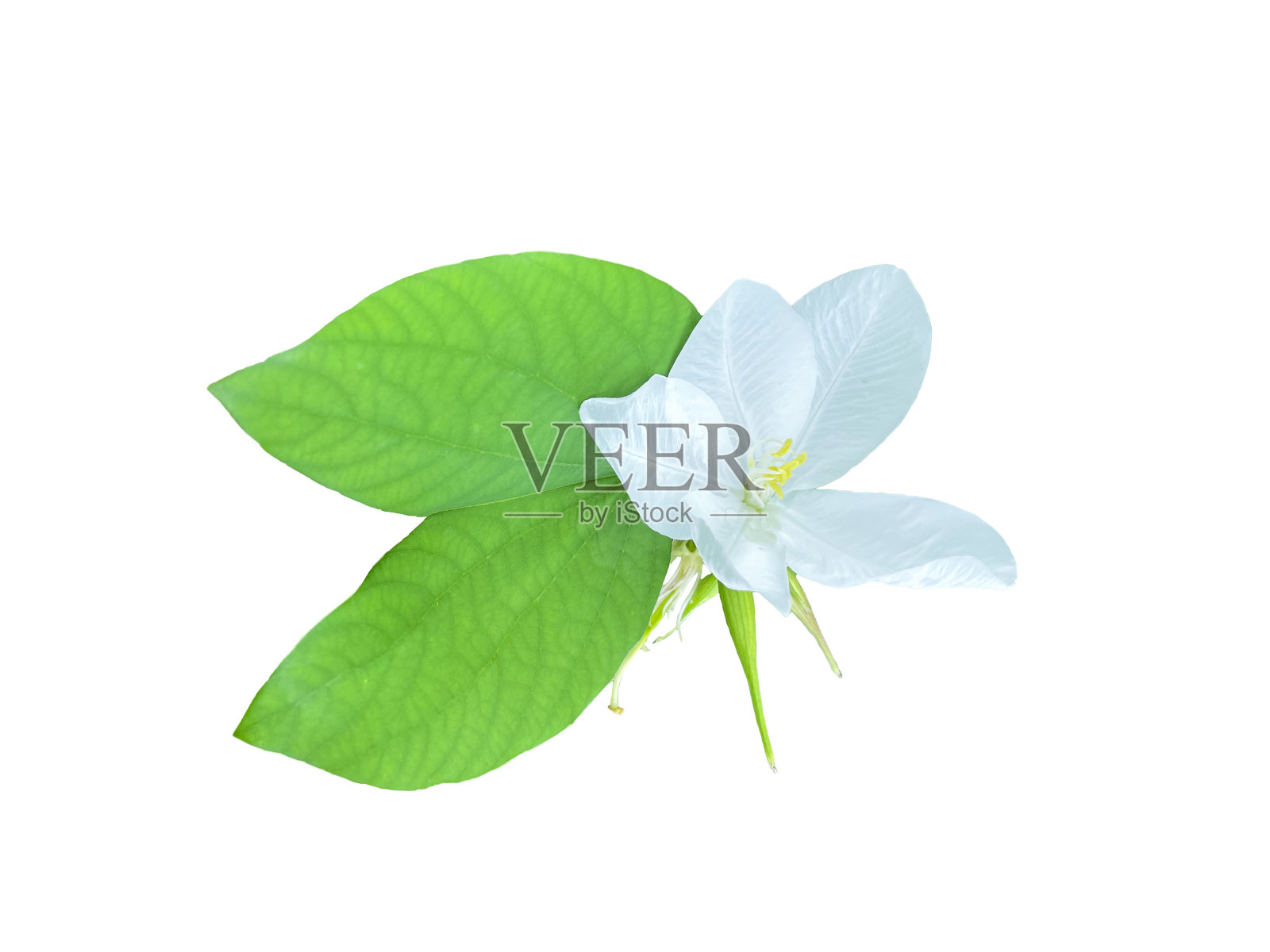 孤立的雪兰树花在白色的背景。这些花是白色的，有淡淡的香味。它散发出一束短短的花香。照片摄影图片