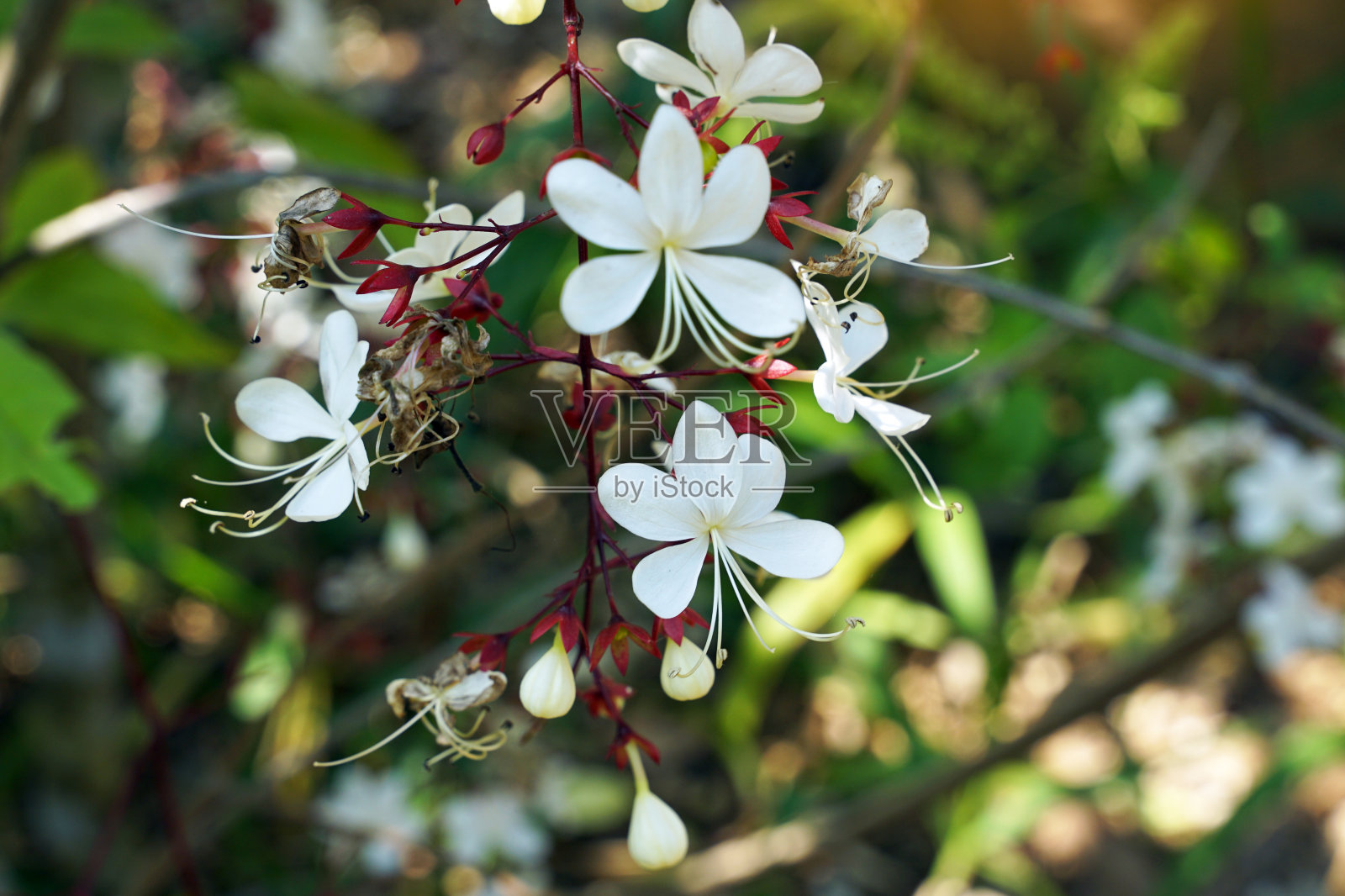 花序倒伏的枝状花序成串。花茎小而细，似线。红色，顶端有5个尖的裂片，花瓣白色。照片摄影图片