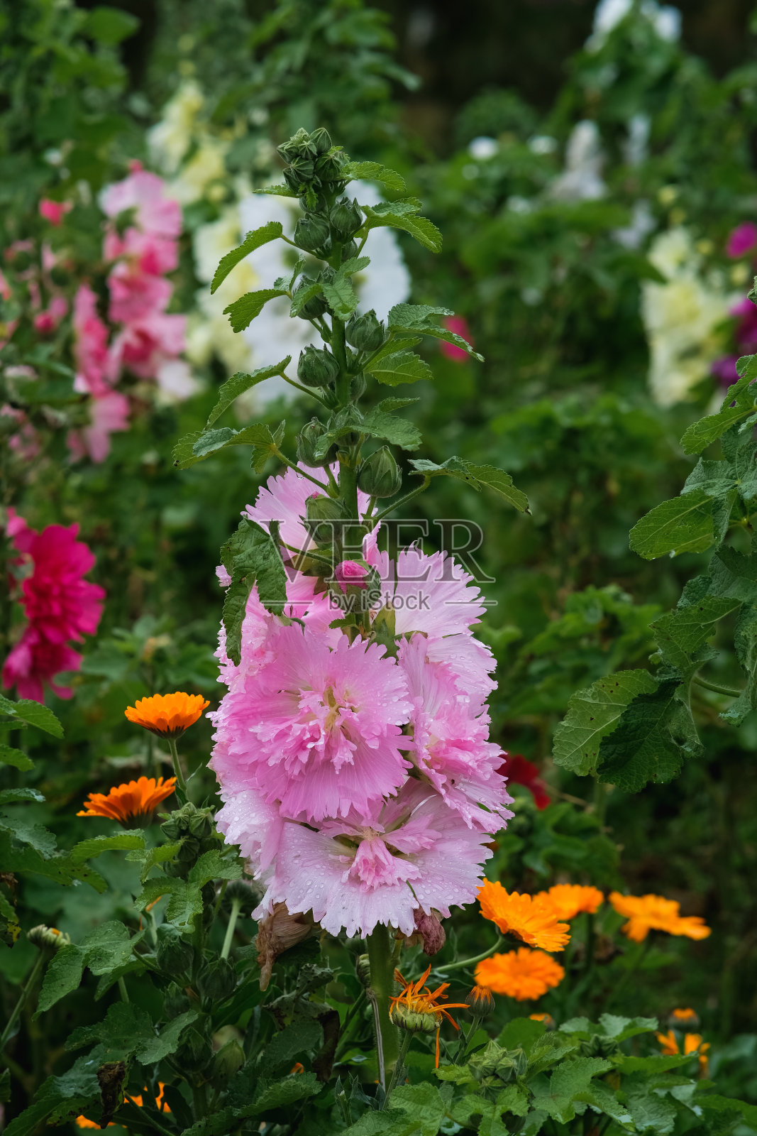 粉红色的蜀葵在菲律宾阿托克本格特的北方花园。照片摄影图片