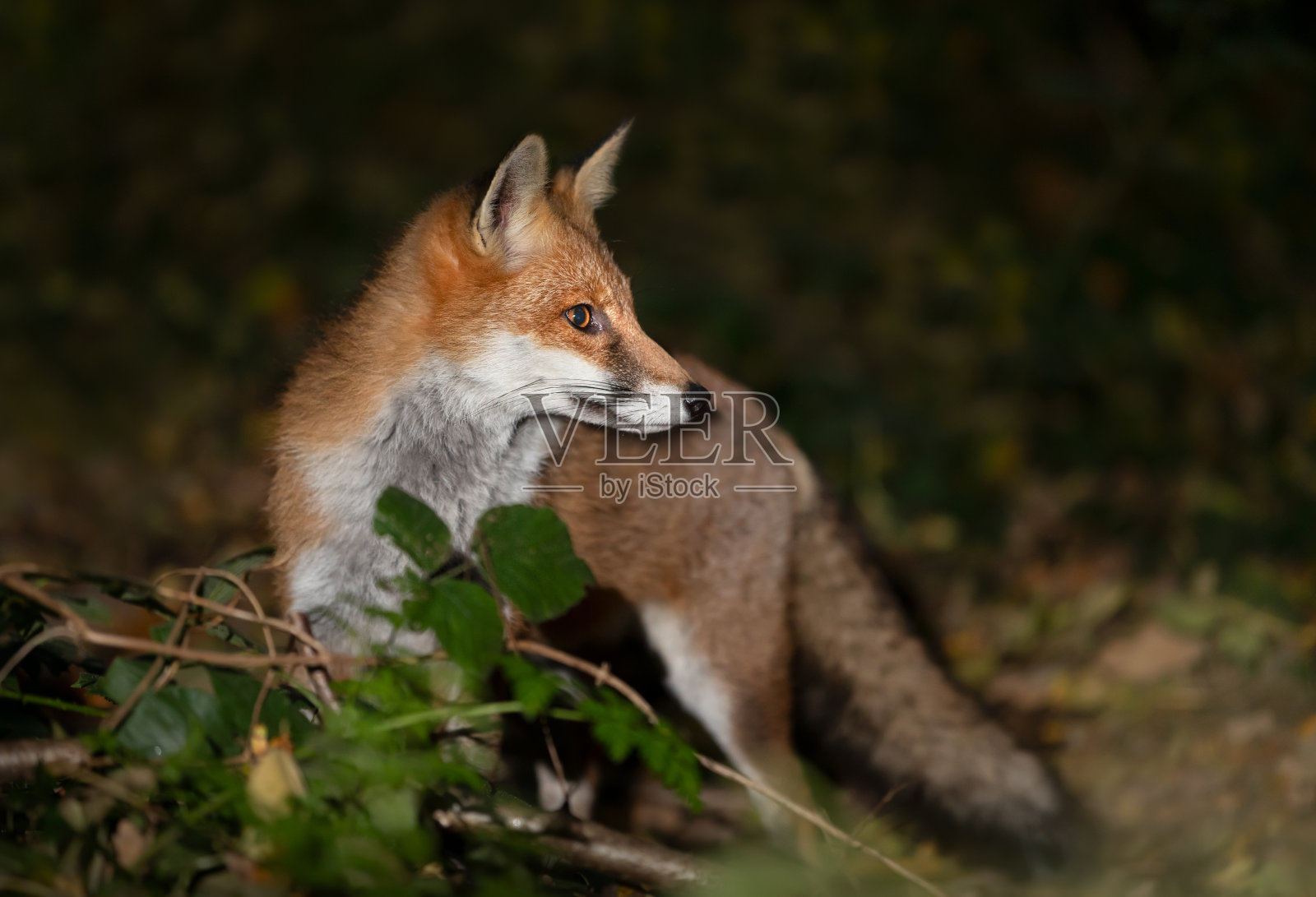 一只小赤狐站在夜晚的森林里照片摄影图片