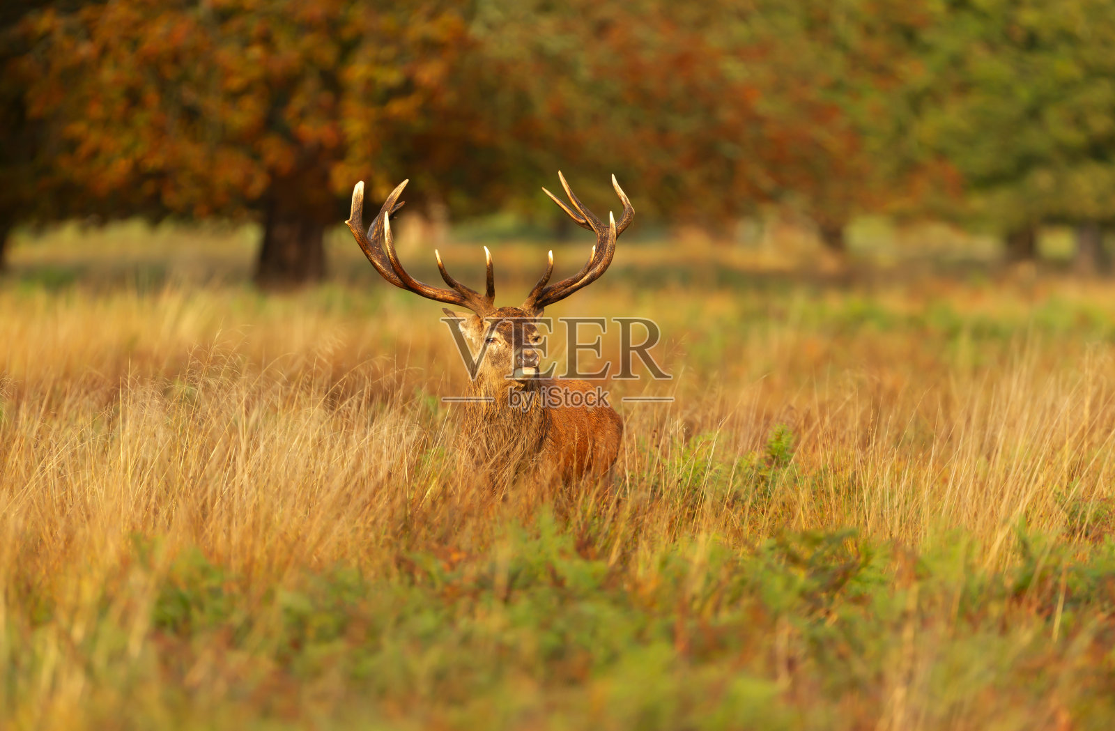 秋天发情期的马鹿照片摄影图片