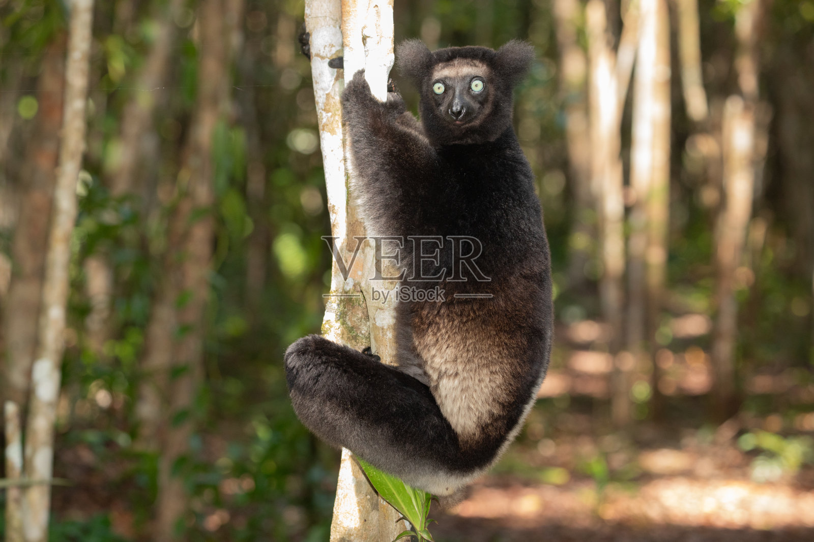 印度狐猴印度狐猴，马达加斯加最大的狐猴照片摄影图片