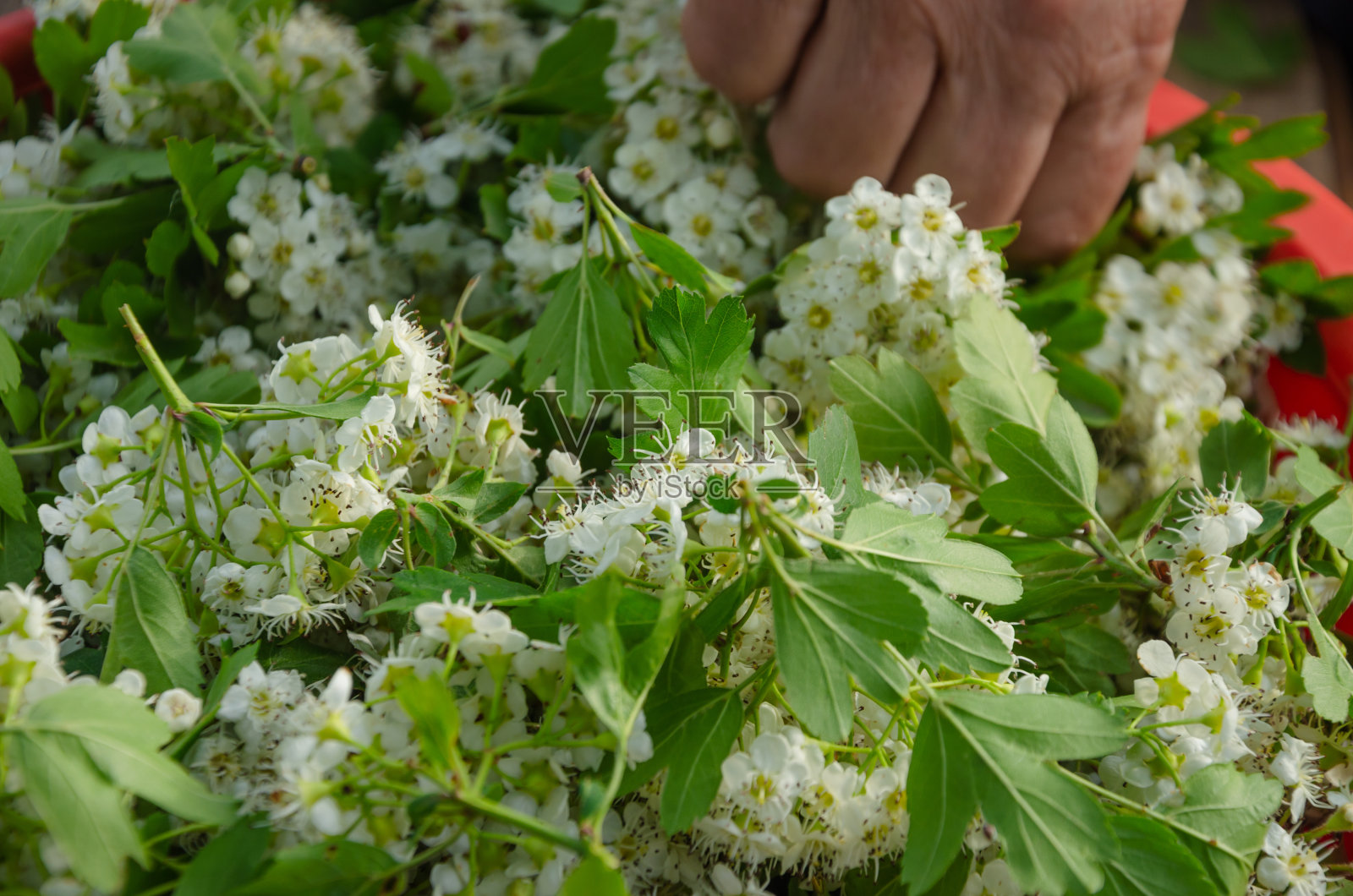 采摘山楂花泡茶，收割花烘干照片摄影图片