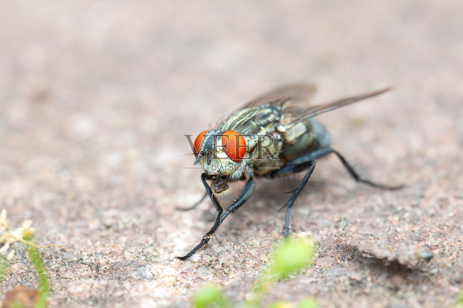 肉蝇的特写照片摄影图片