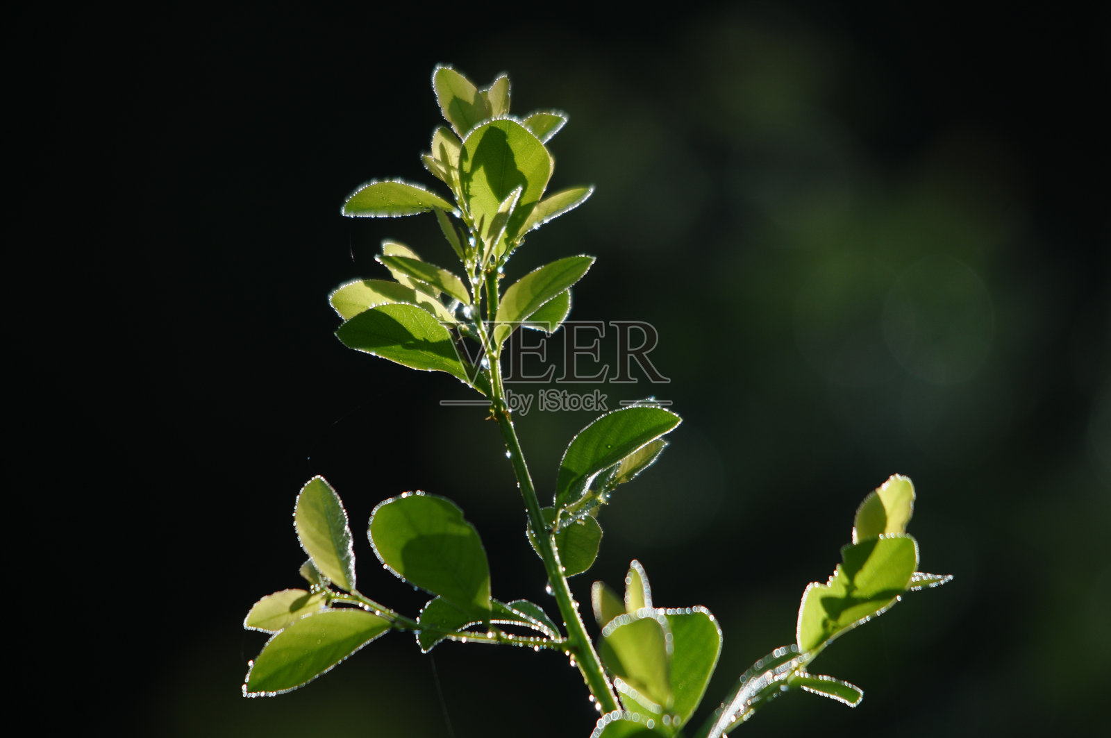 森林里的阳光照片摄影图片