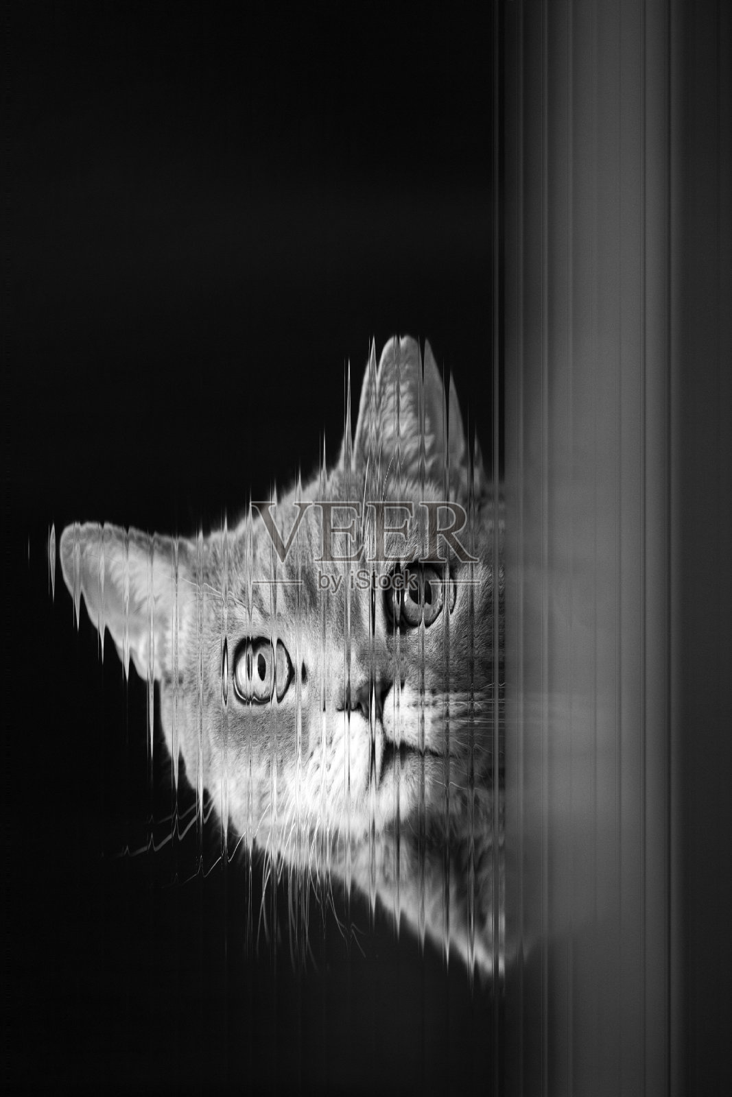 抽象艺术猫照片在黑色背景照片摄影图片