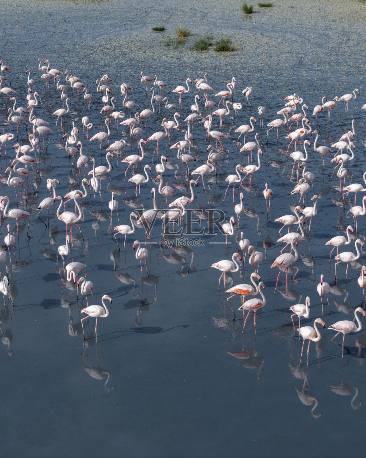 火烈鸟照片摄影图片