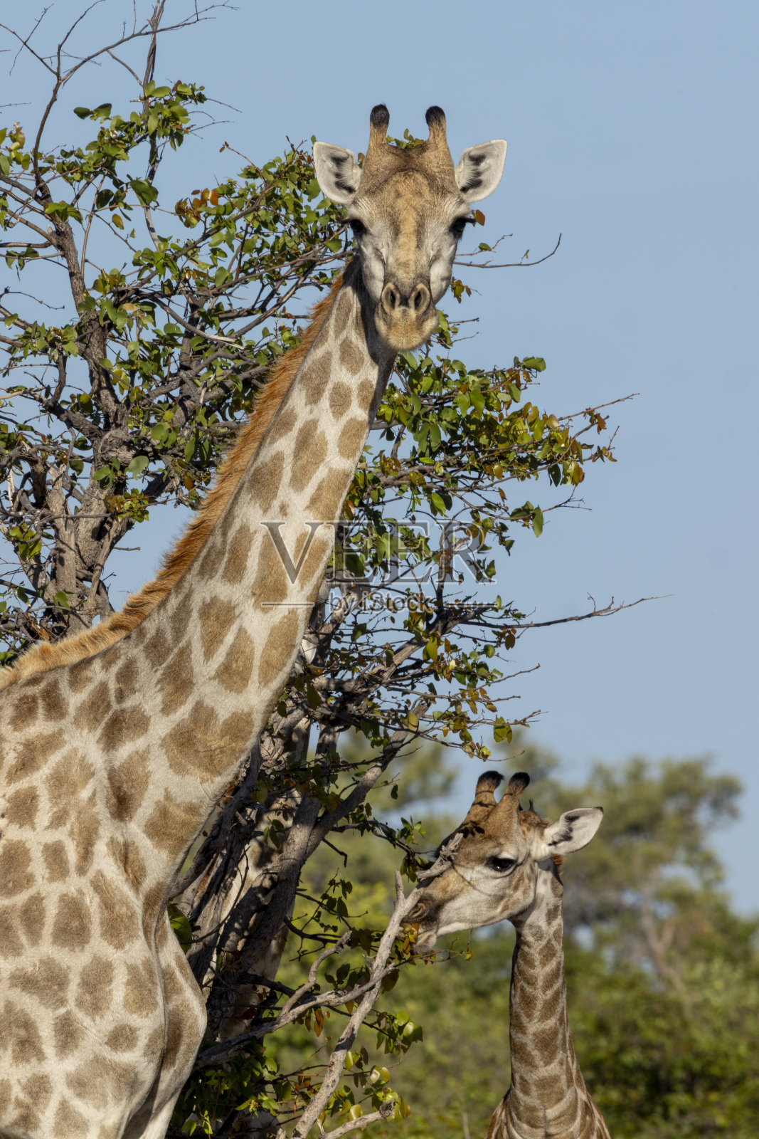 小长颈鹿和大长颈鹿照片摄影图片