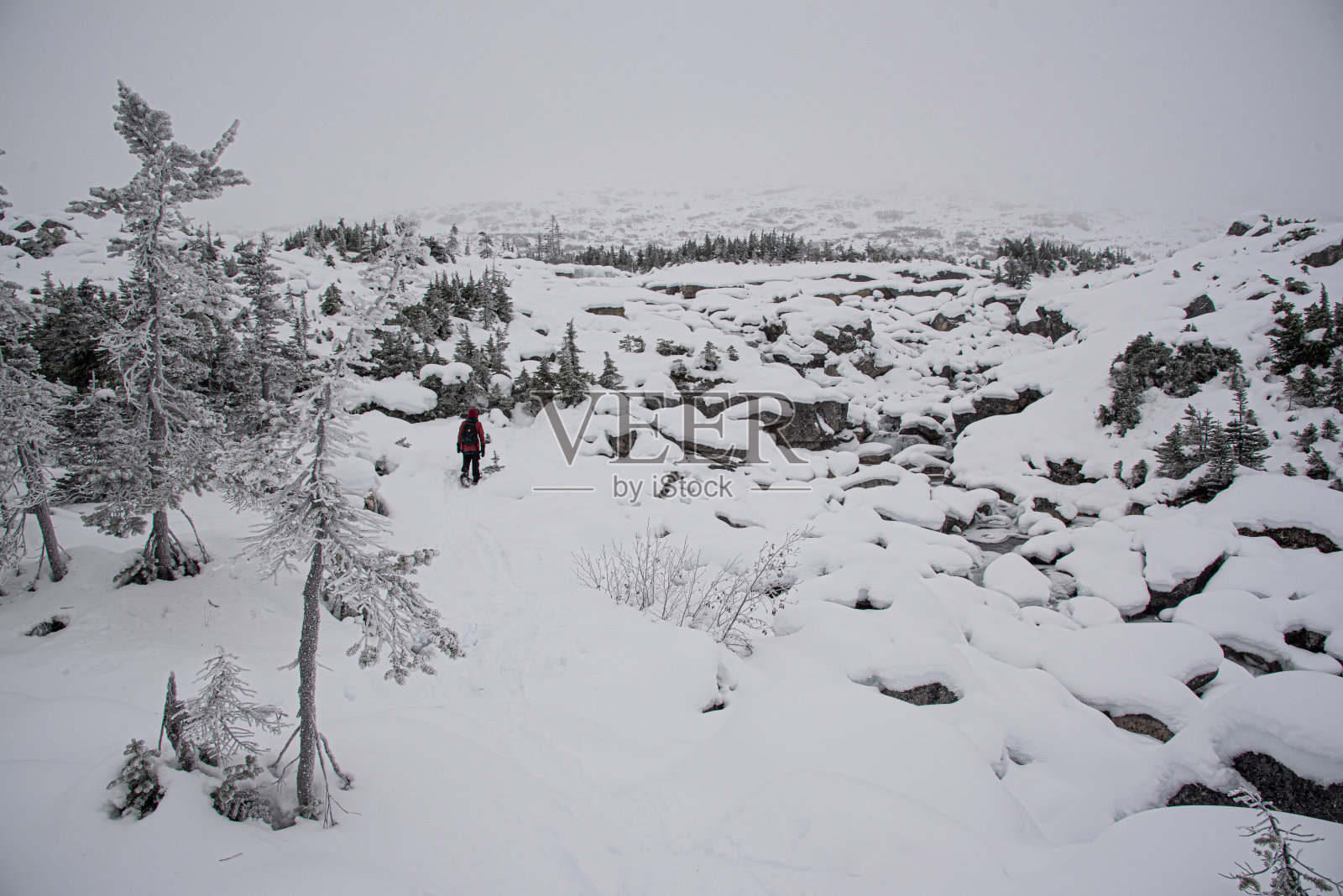 阿拉斯加斯卡格威附近的育空地区令人惊叹的冬季景色，一个人的雪鞋。照片摄影图片