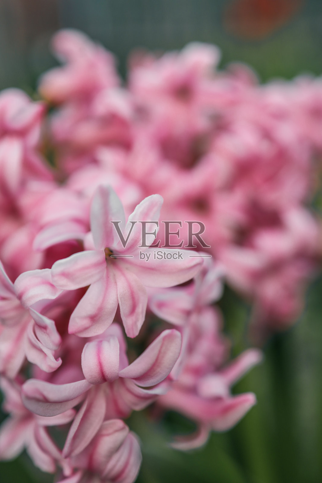 花园里百花盛开，春天五彩缤纷，风信子盛开照片摄影图片