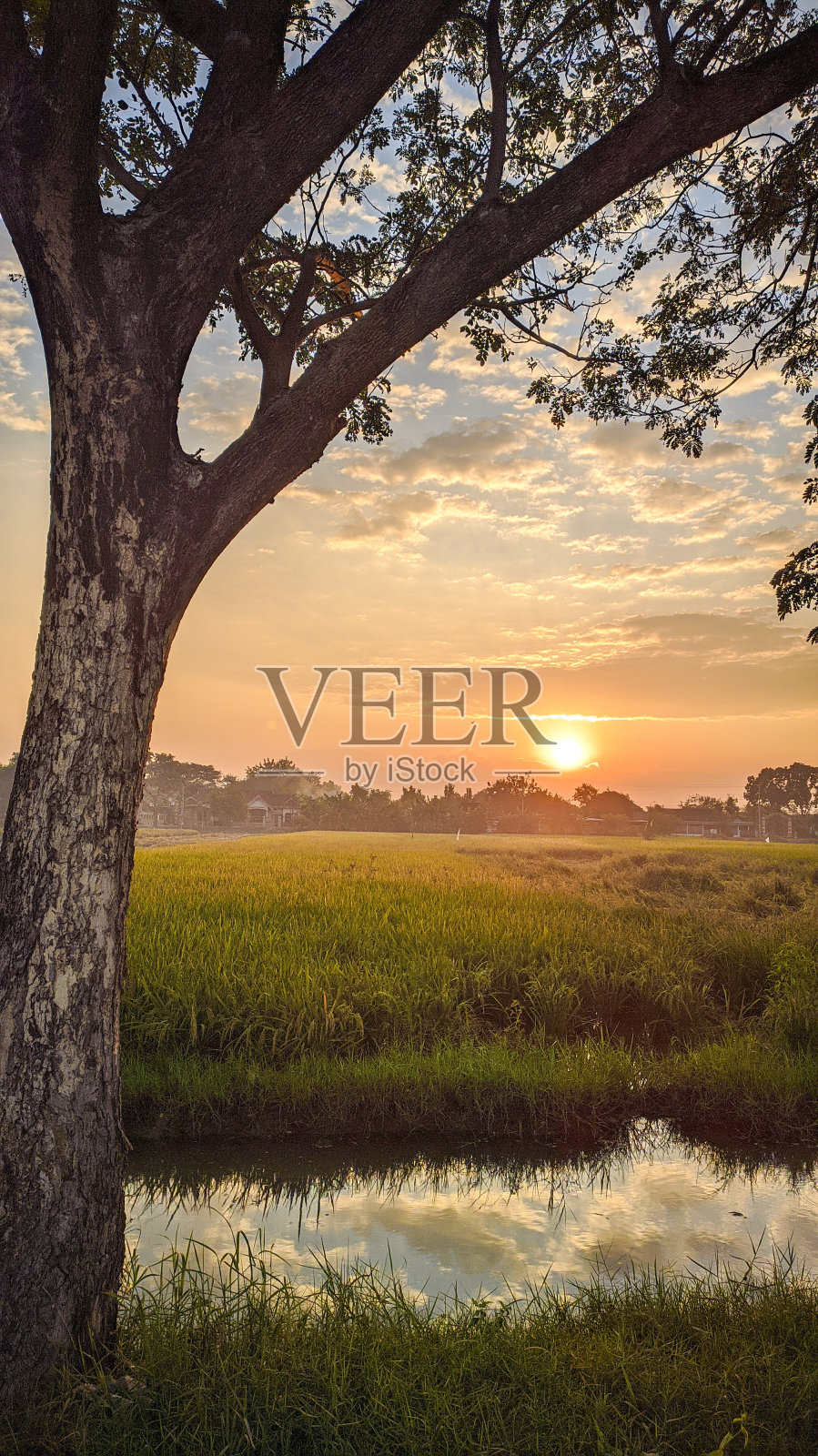 黄昏的稻田照片摄影图片