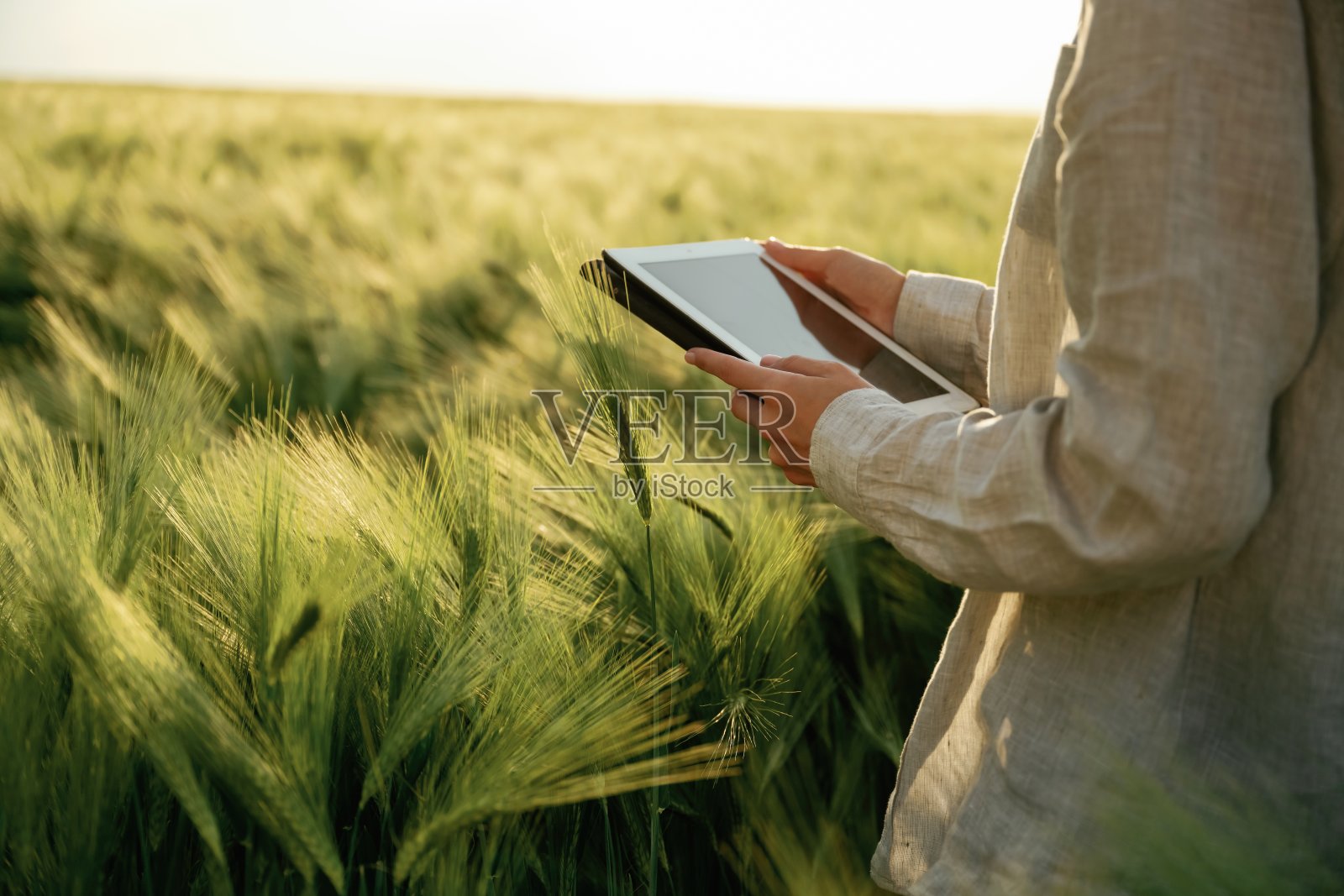粒子视图，手持数码平板电脑。穿白衣的妇女在农用麦田里照片摄影图片