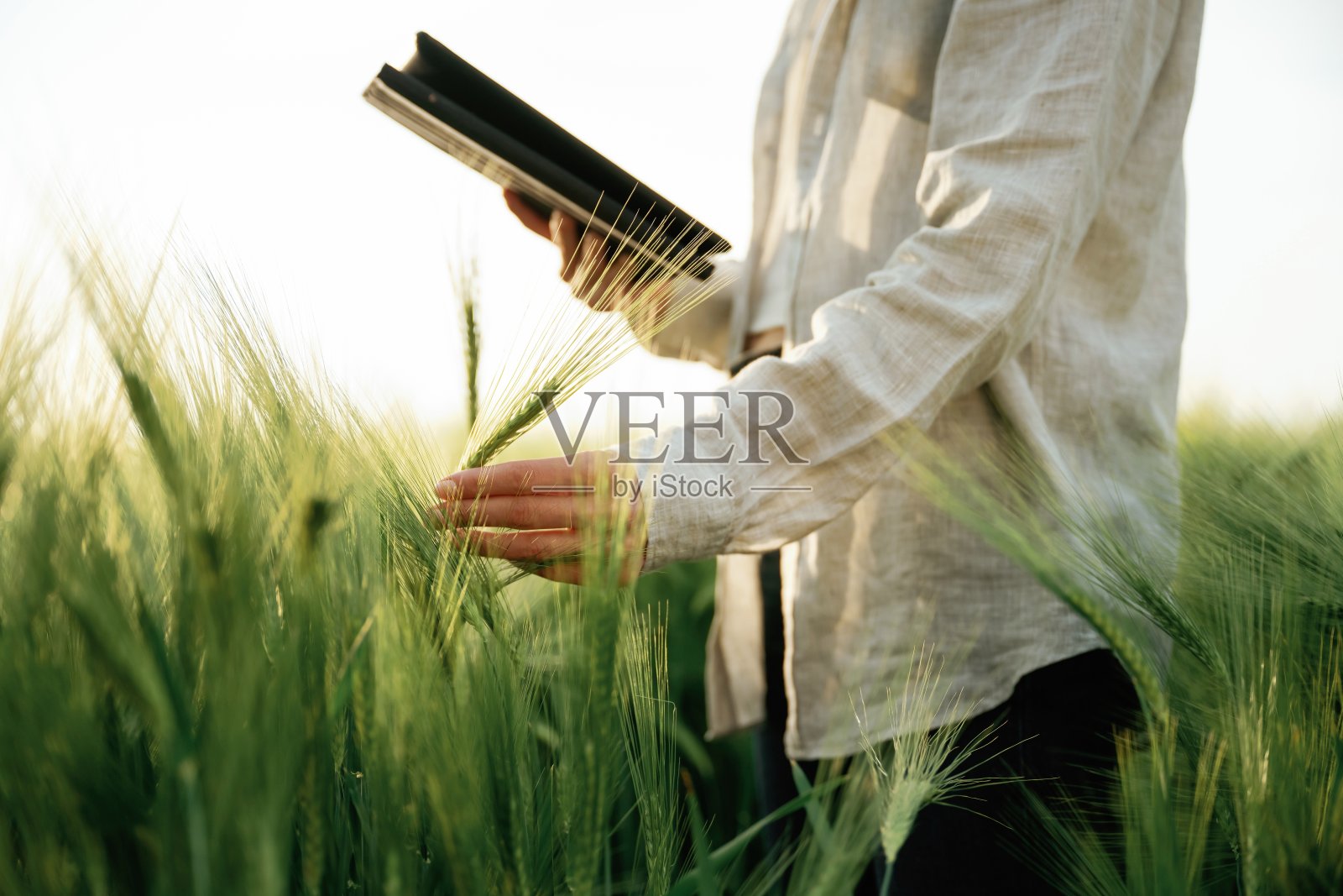 手里拿着数码平板电脑。穿白衣的妇女在农用麦田里照片摄影图片