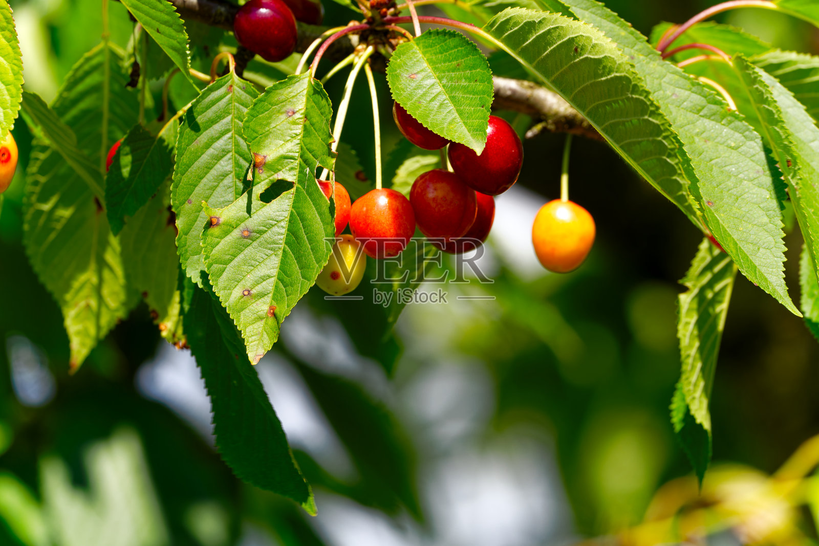 瑞士农场的有机樱桃树上挂着不同颜色的快熟的樱桃。照片摄影图片