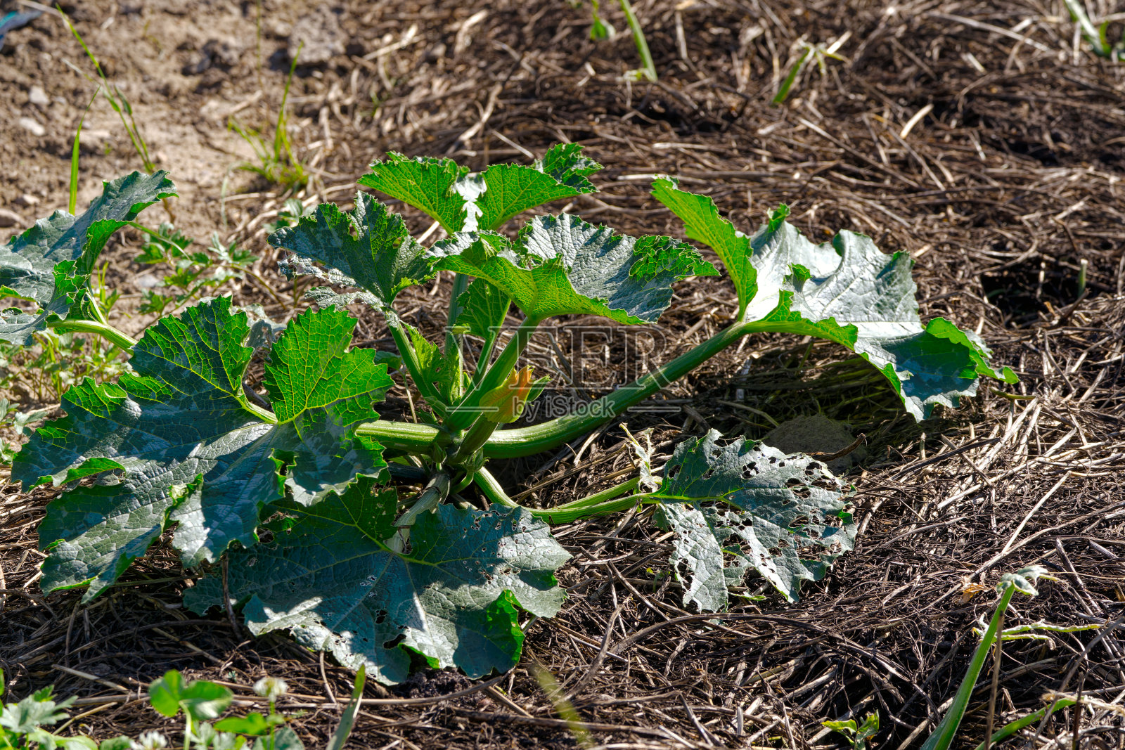 在明亮的阳光下，有机瑞士农场的蔬菜植物的高角度视图。照片摄影图片
