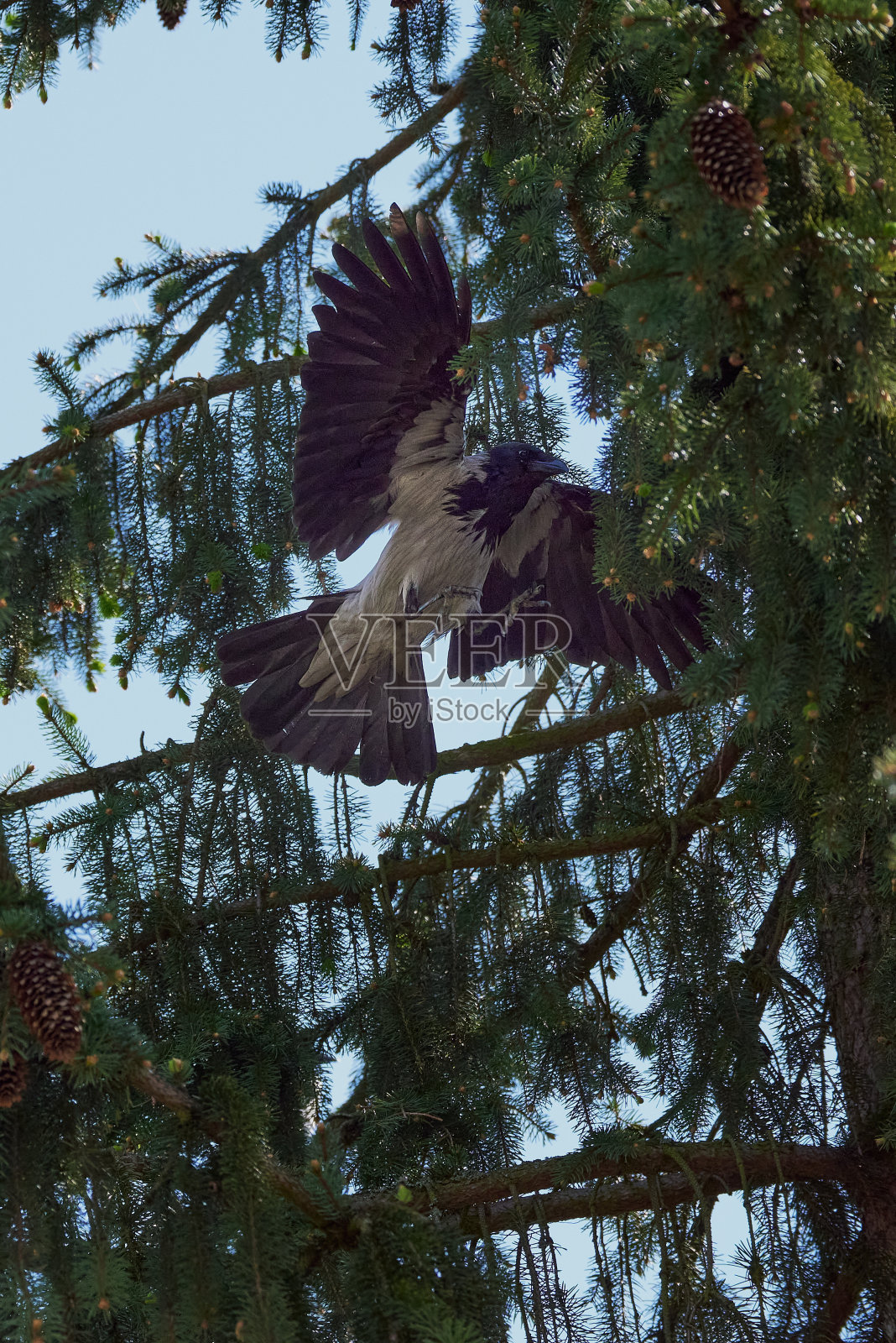 在冷杉树枝上的Corvus corone cornix照片摄影图片