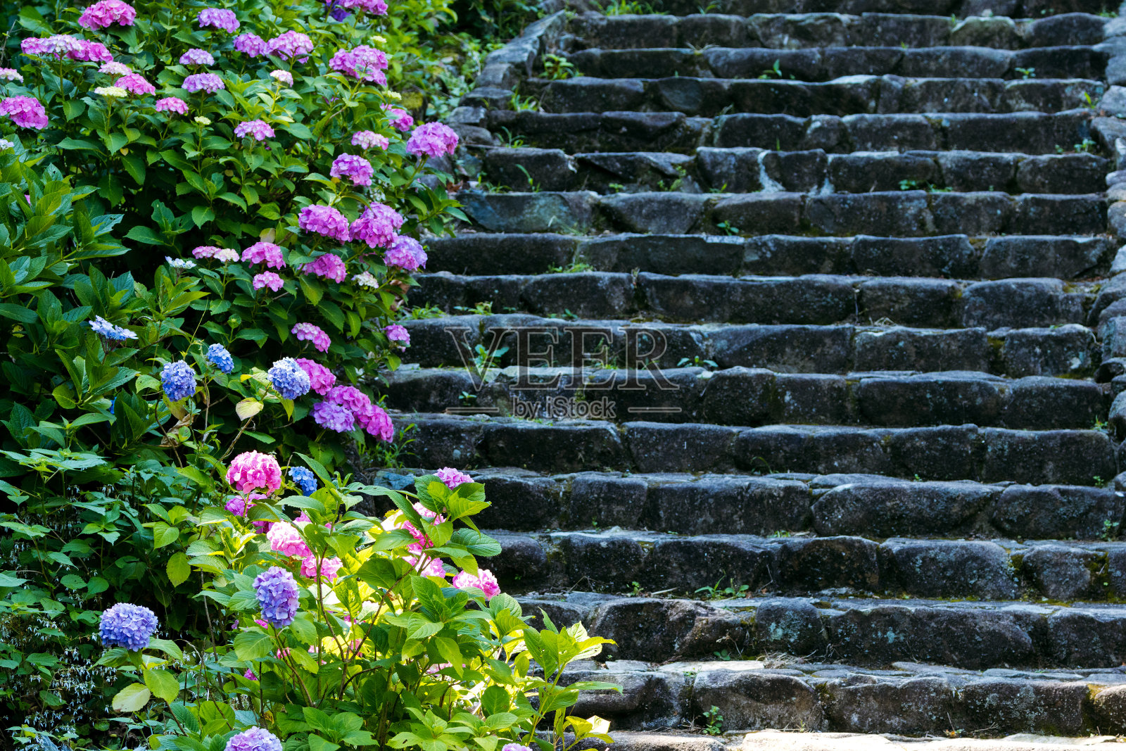 石阶旁盛开着绣球花。照片摄影图片