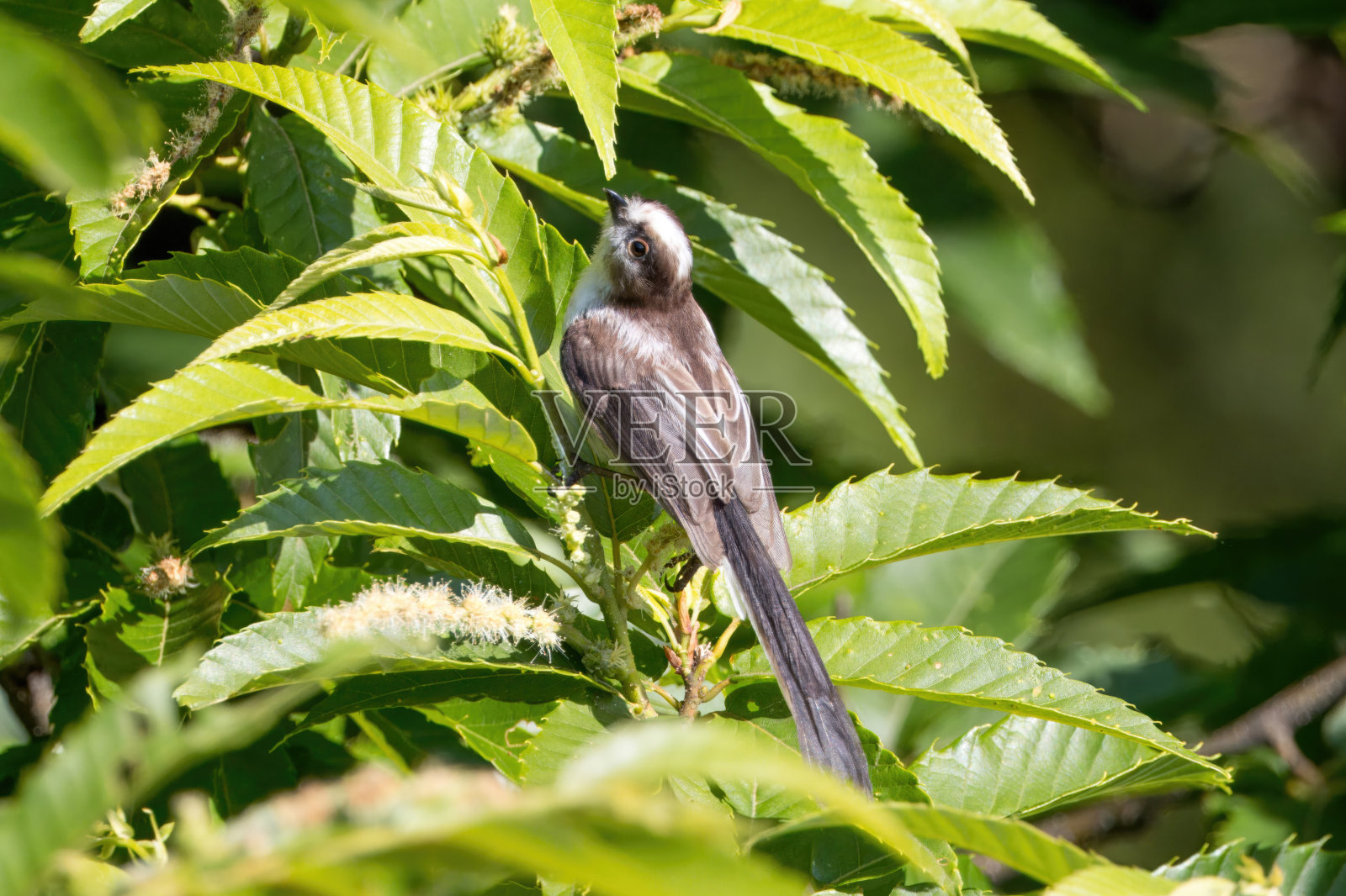 树枝上的小长尾山雀。照片摄影图片