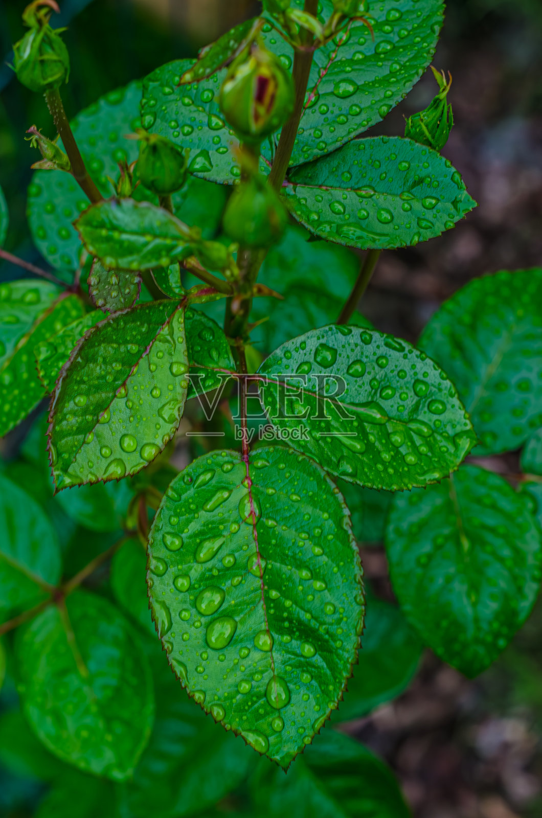 清新的花园玫瑰叶子和雨点照片摄影图片