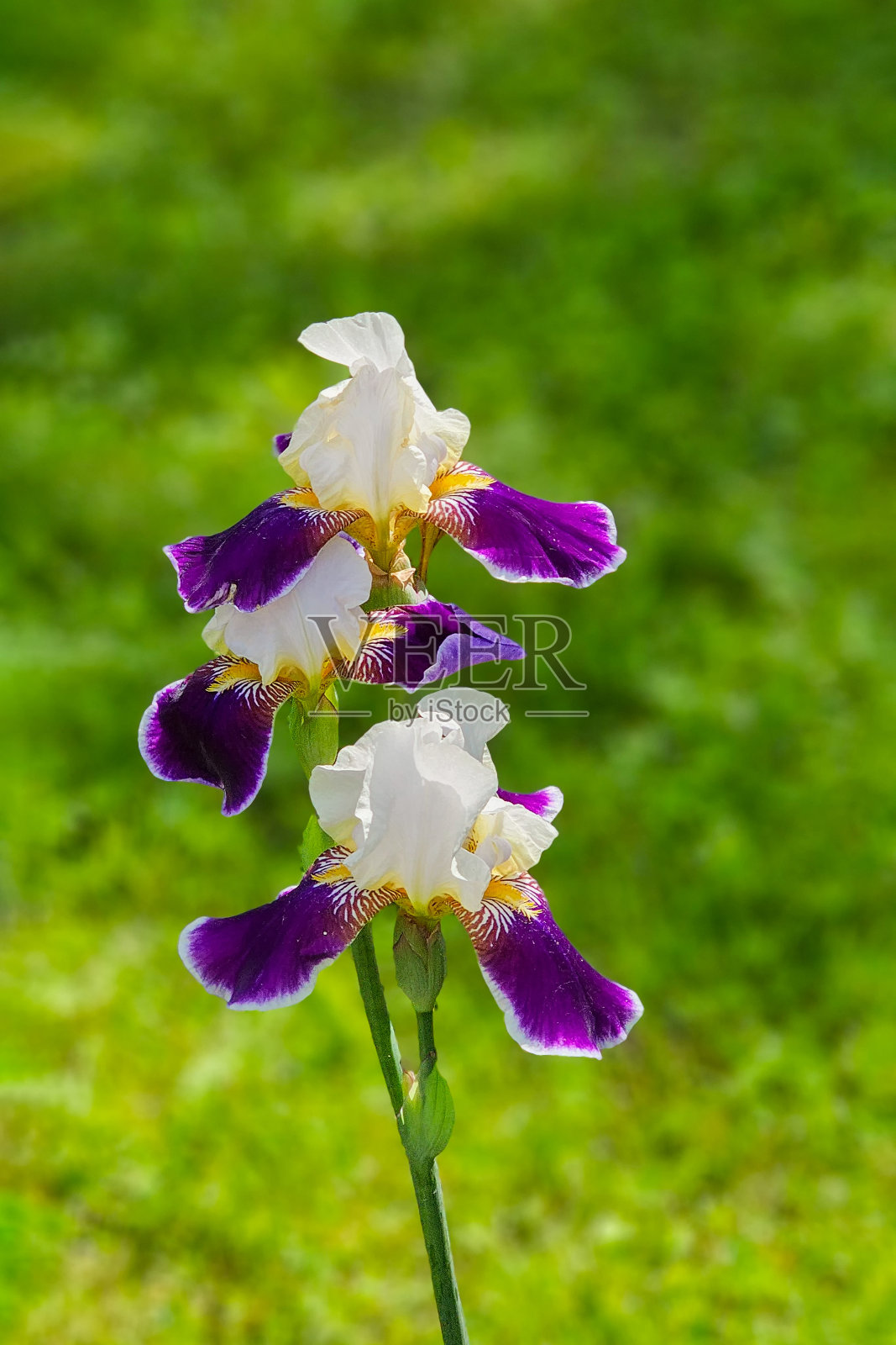 两朵紫色和白色的鸢尾花在阳光下盛开，垂直观看照片摄影图片