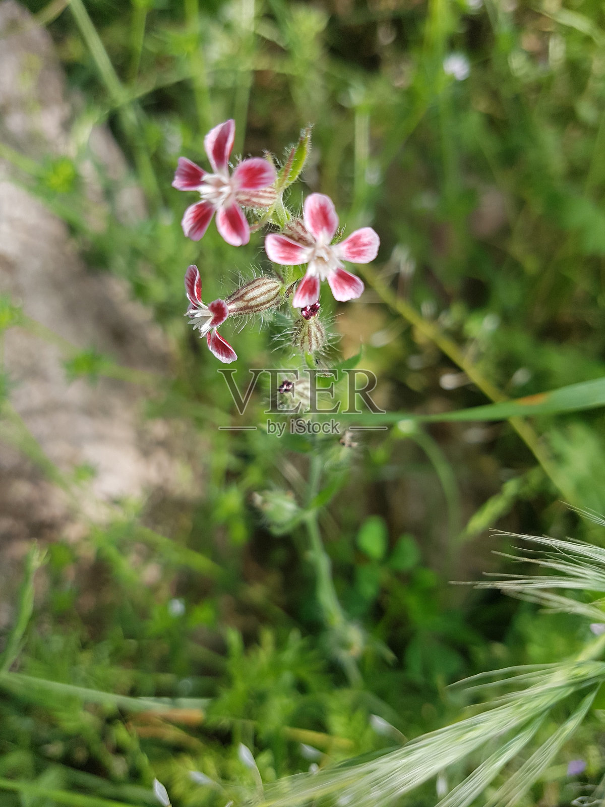 粉色的野花照片摄影图片
