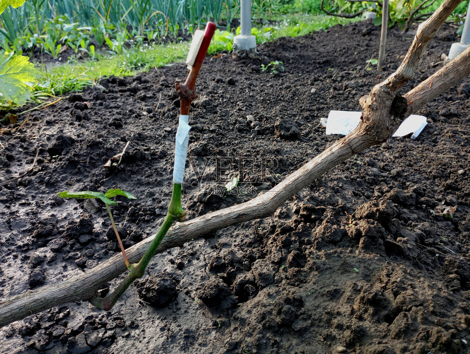 在葡萄园中将新品种葡萄嫁接到一棵老藤上。一个不同品种的碎片被嫁接到藤上，用白色胶带固定。栽培鲜食葡萄的园艺学和葡萄栽培学科。照片摄影图片