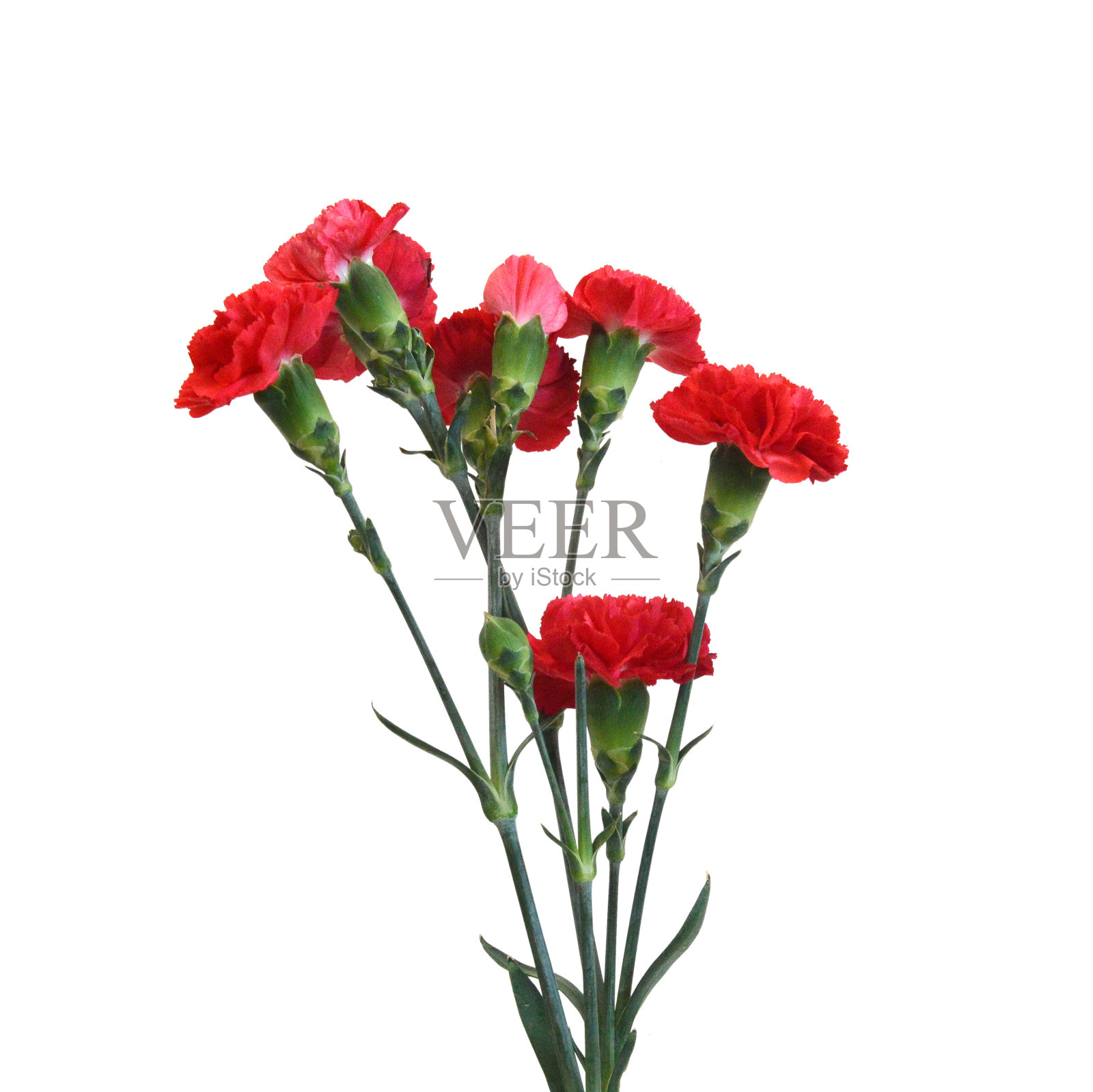 堆栈康乃馨花在白色的背景照片摄影图片