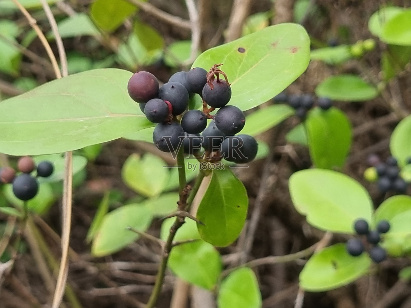 开花植物，果实黑色，结在灌木枝上照片摄影图片