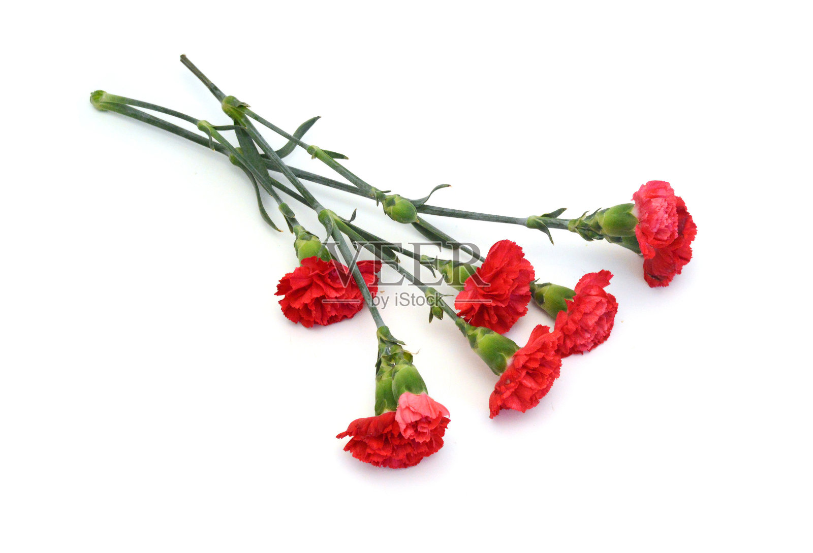 堆栈康乃馨花在白色的背景照片摄影图片