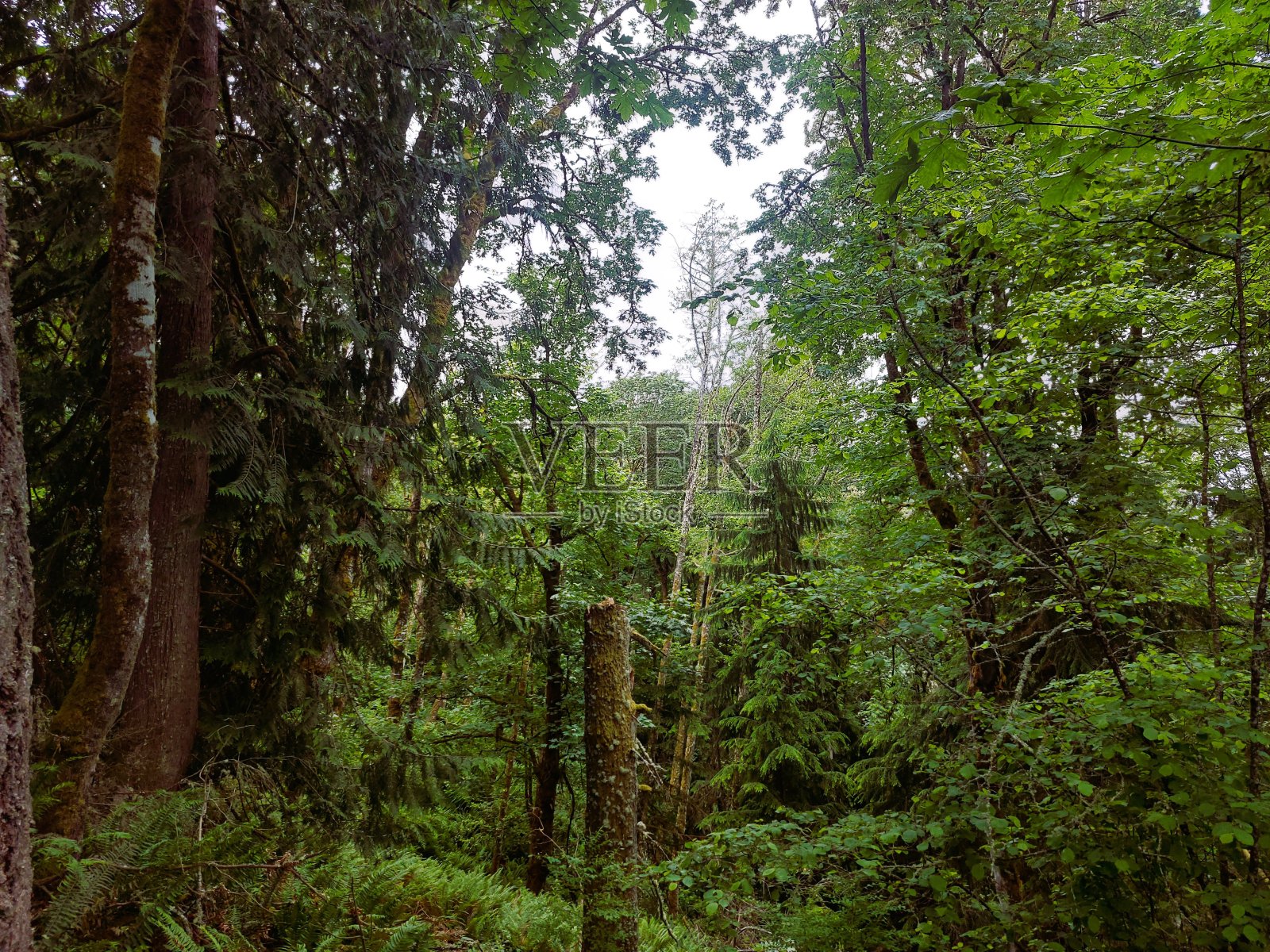 西雅图的森林照片摄影图片