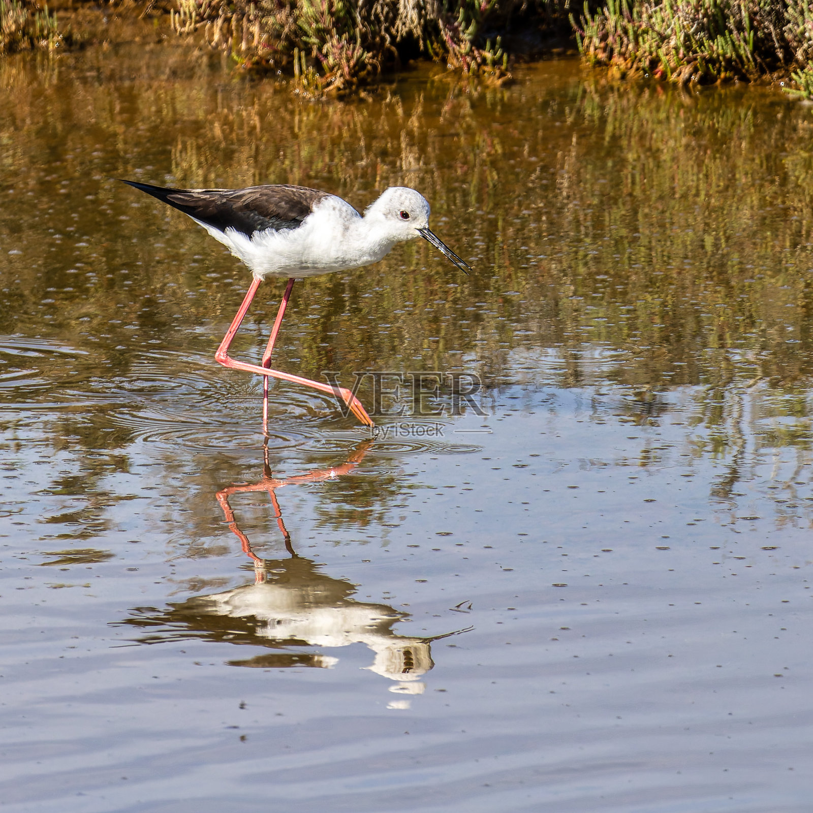 葡萄牙阿尔加维Ria Formosa自然保护区的黑翅高跷。照片摄影图片
