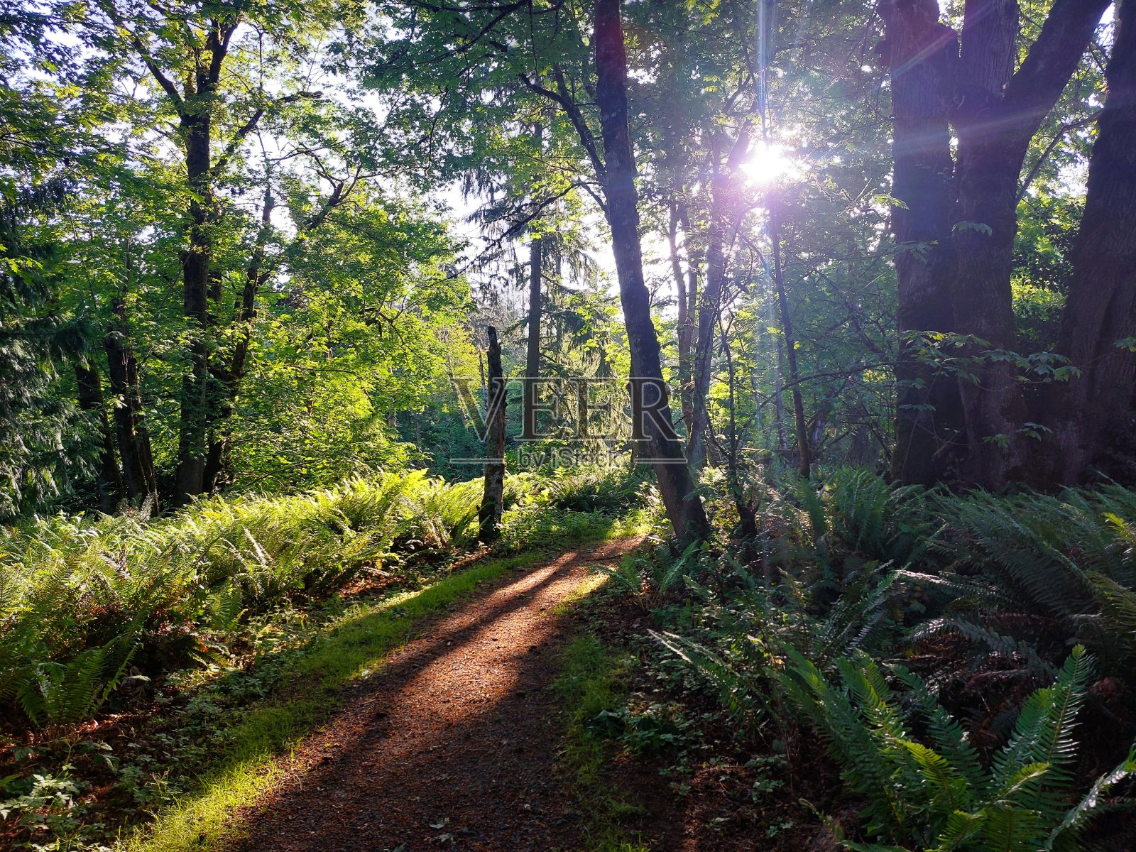 西雅图森林的日出穿过树木照片摄影图片