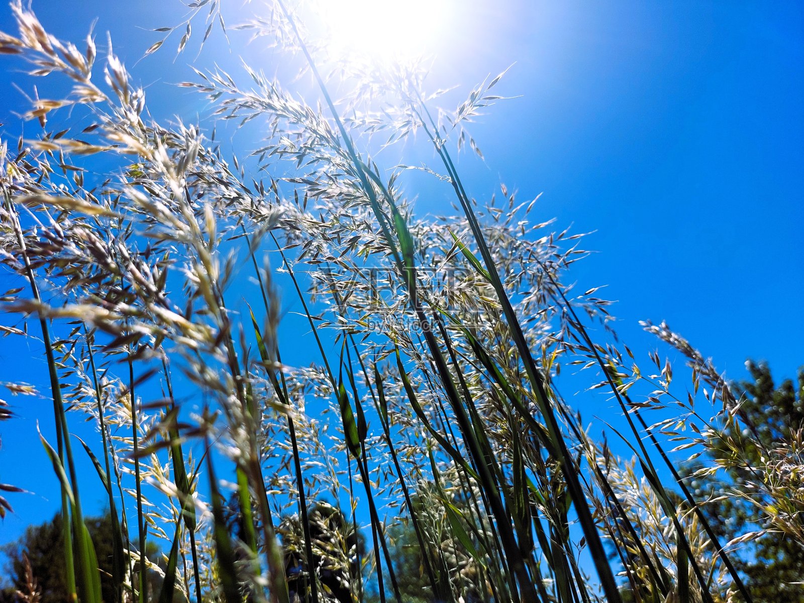 西雅图高草照片摄影图片