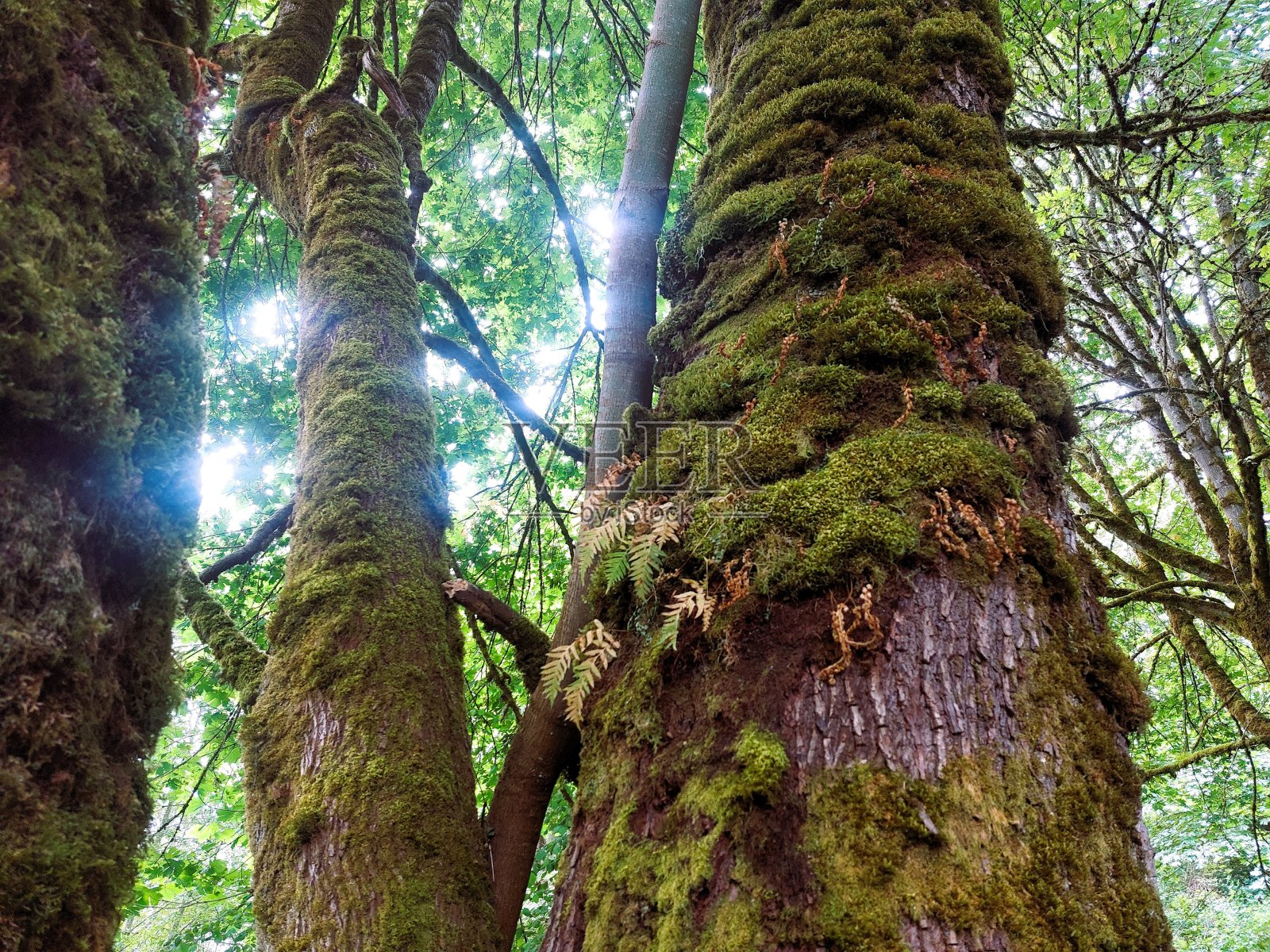 西雅图森林莫斯特写照片摄影图片
