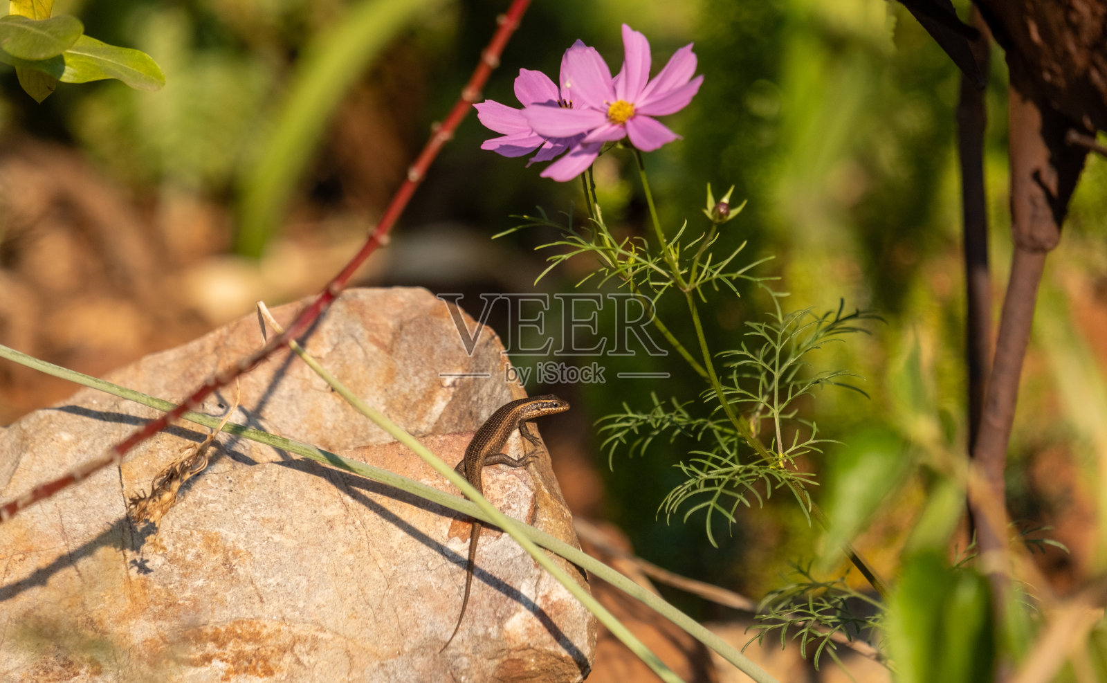 岩石上的蜥蜴照片摄影图片