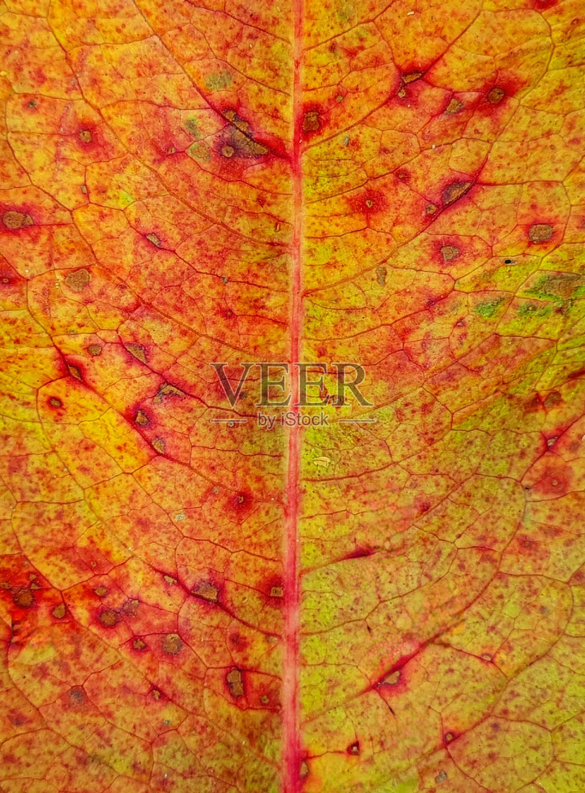 叶照片摄影图片