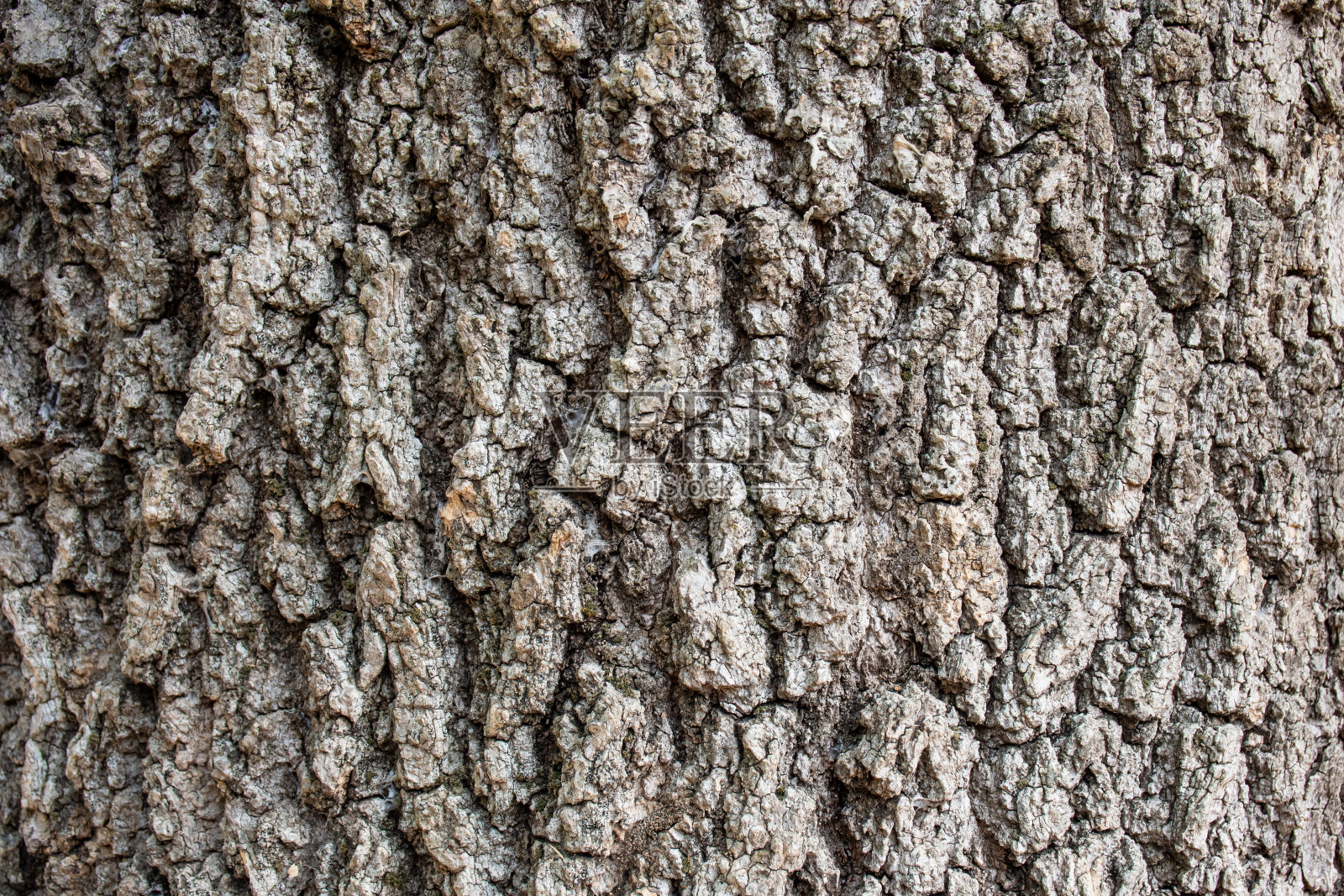 树干纹理背景照片摄影图片