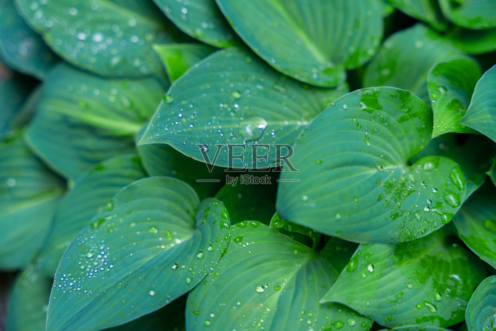 背景是带有露珠的玉簪的大绿叶。自然之美壁纸照片摄影图片