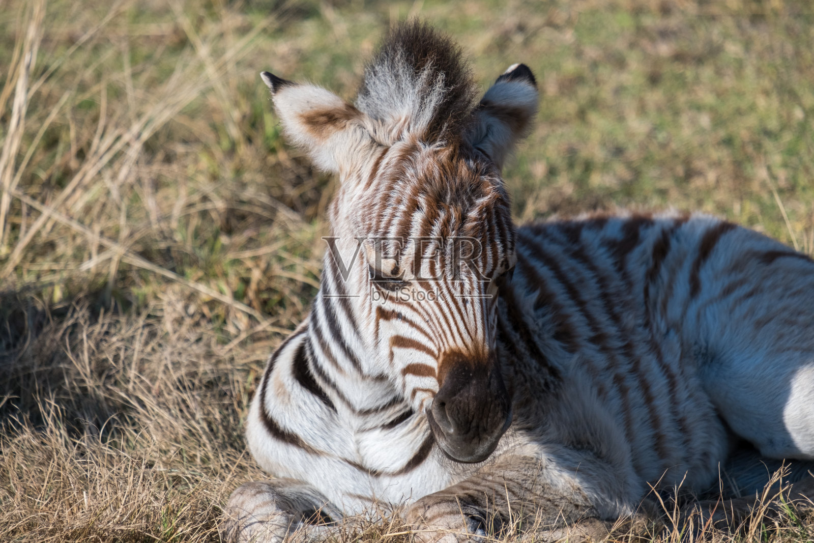 斑马仔照片摄影图片