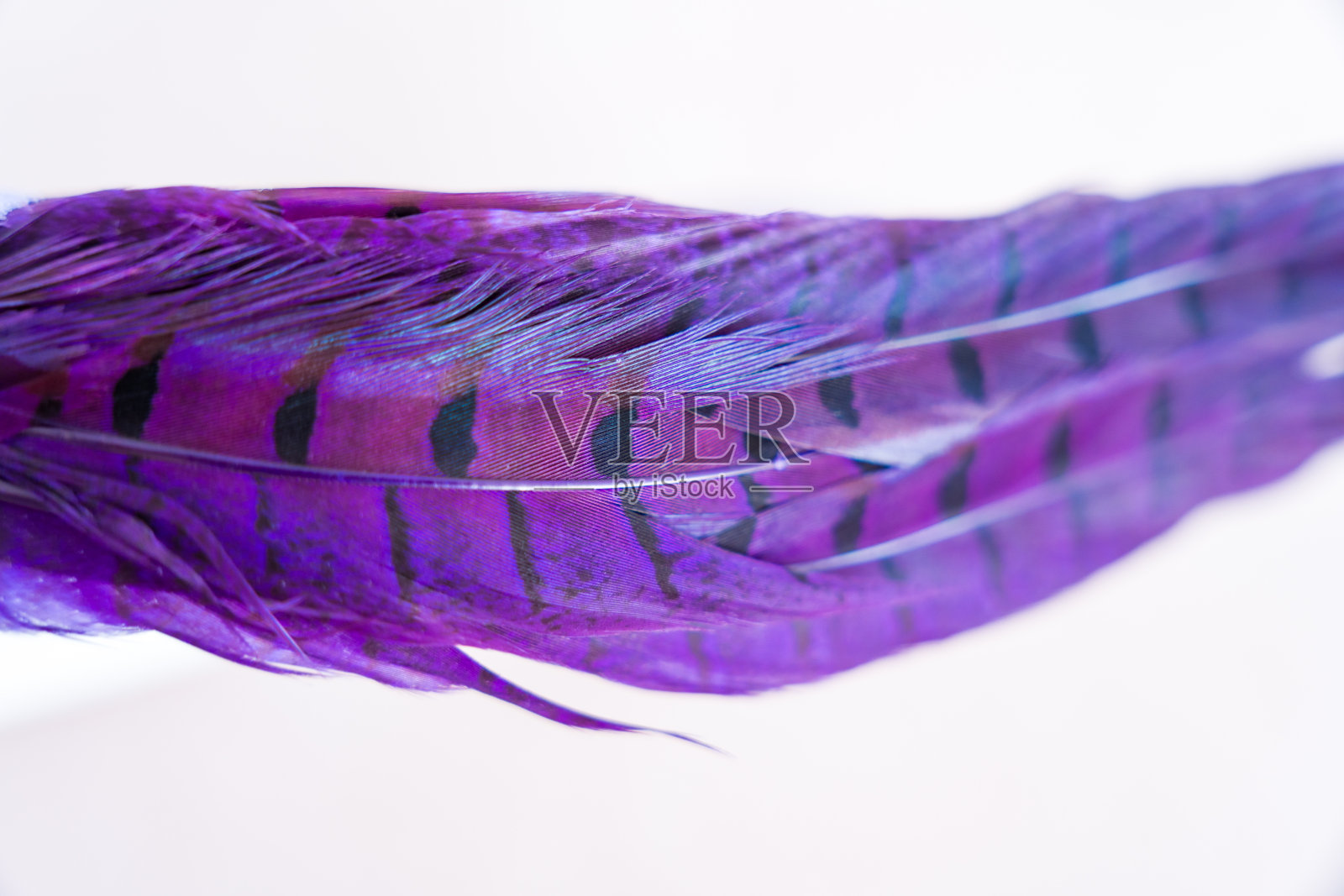 白色背景上精致的紫色羽毛照片摄影图片