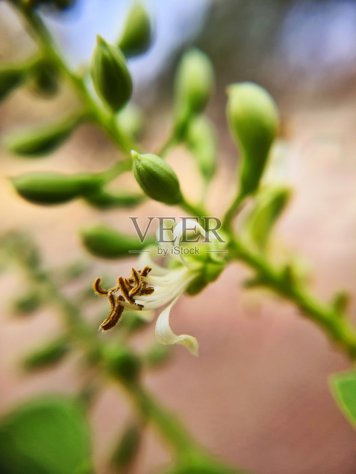 花蕾和花朵照片摄影图片