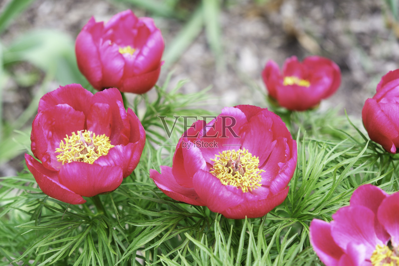 春天五颜六色的蕨叶牡丹。照片摄影图片