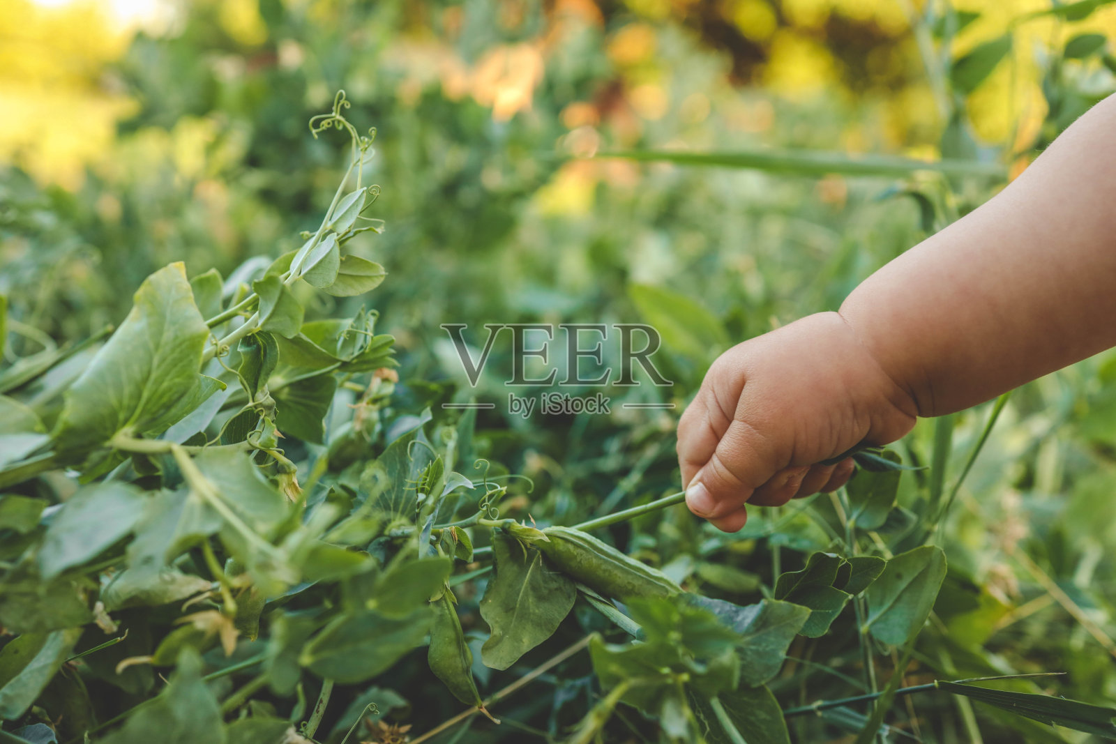 孩子在花园里采豌豆吃照片摄影图片