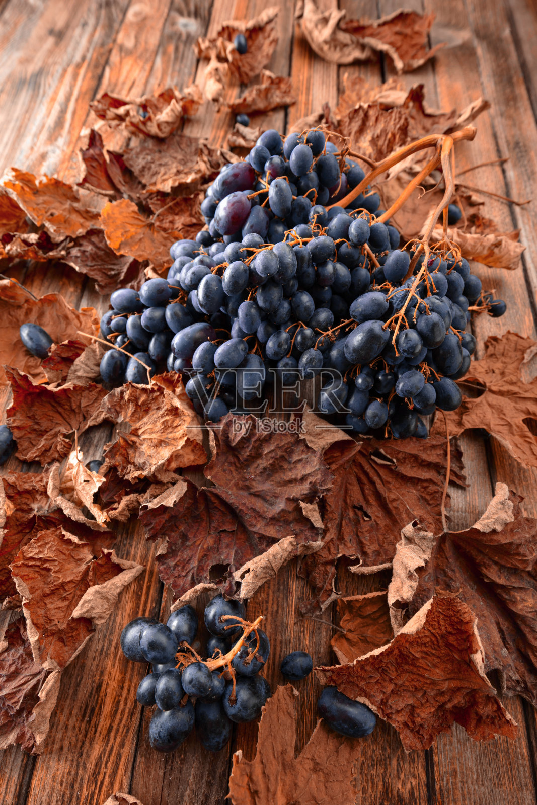 葡萄叶干枯的蓝色葡萄。照片摄影图片