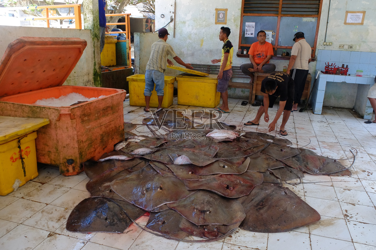 渔民在鱼类拍卖会上捕获的黄貂鱼。黄貂鱼是一种海洋商品，具有很高的销售价值。照片摄影图片