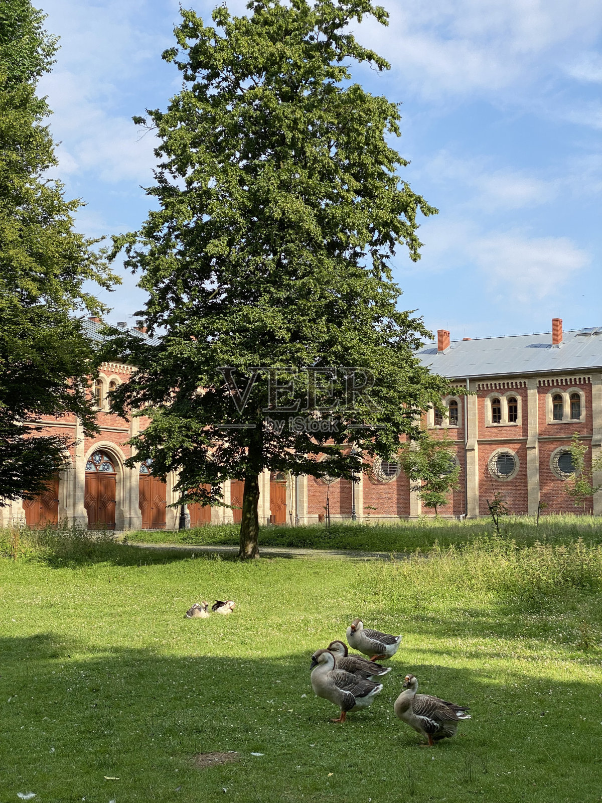 大雁在草坪上行走照片摄影图片