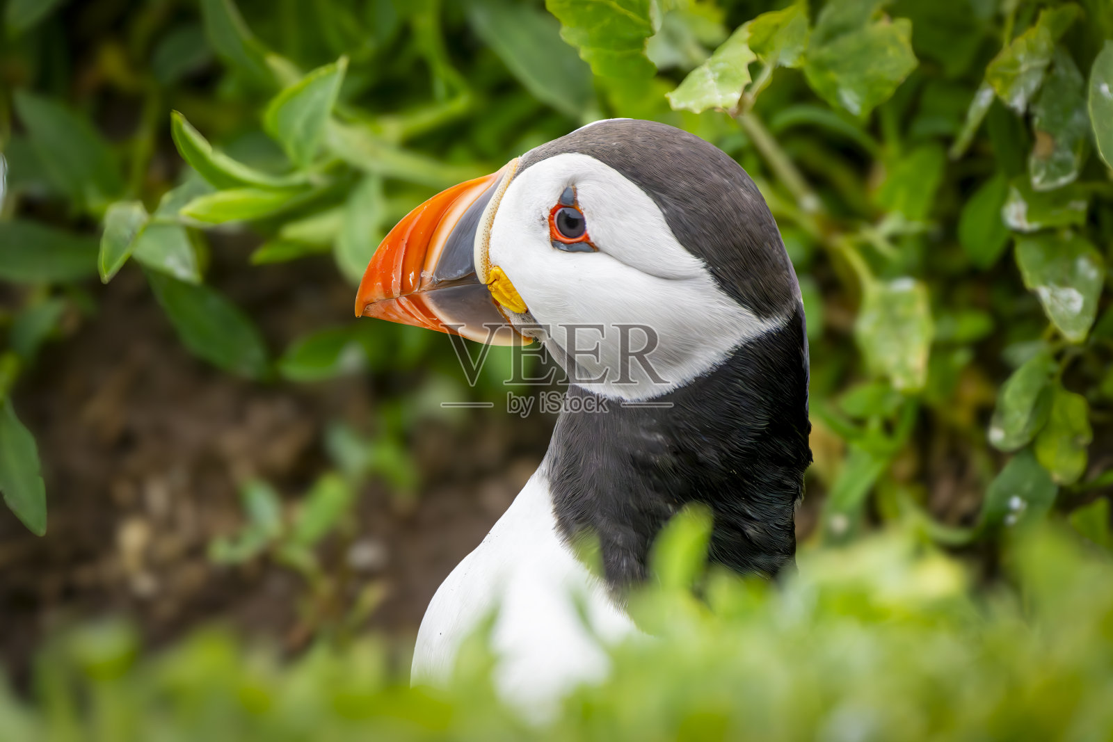 在诺森伯兰郡法恩群岛的法恩岛，海雀趴在地上。照片摄影图片
